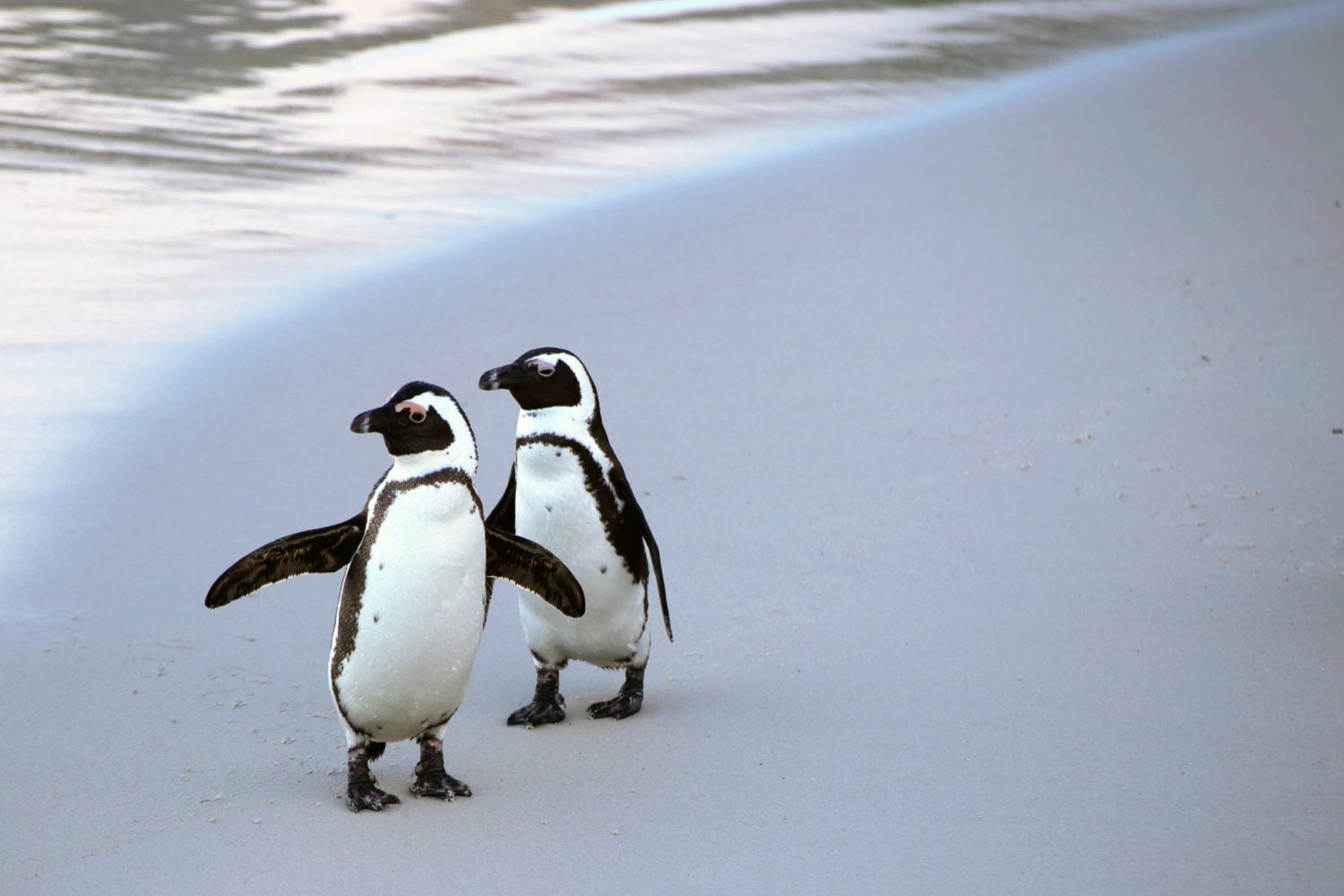 Penguin Monogamy Is a LIE, and Other Things You Can Learn This Valentine’s Day
