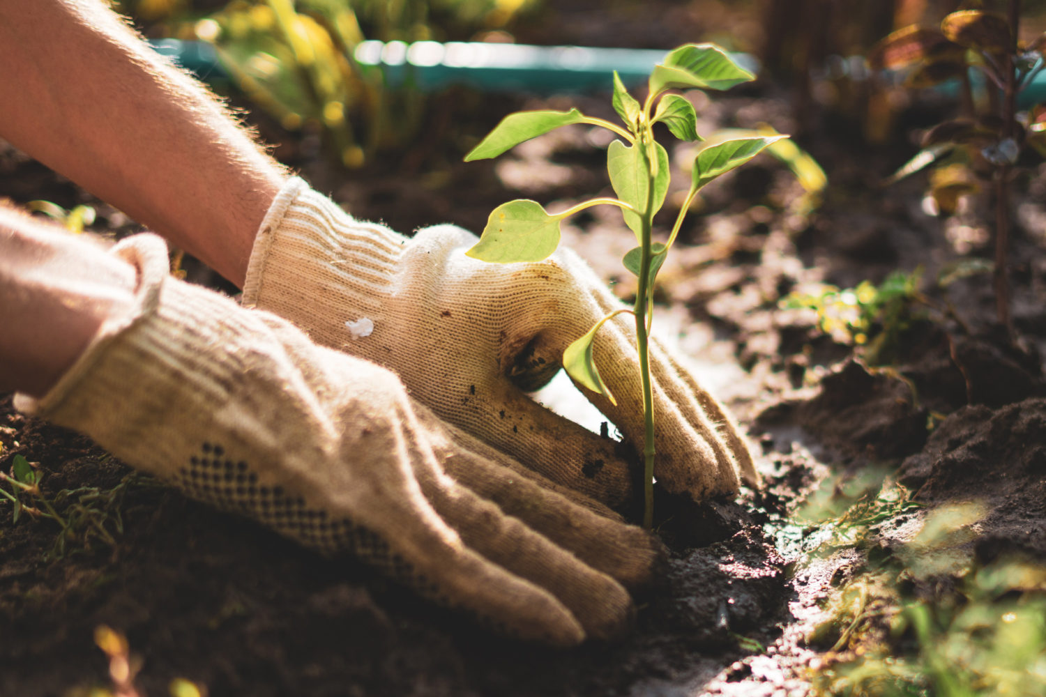 You Could Plant Vegetables This Weekend and Be Eating Them in a Few Weeks