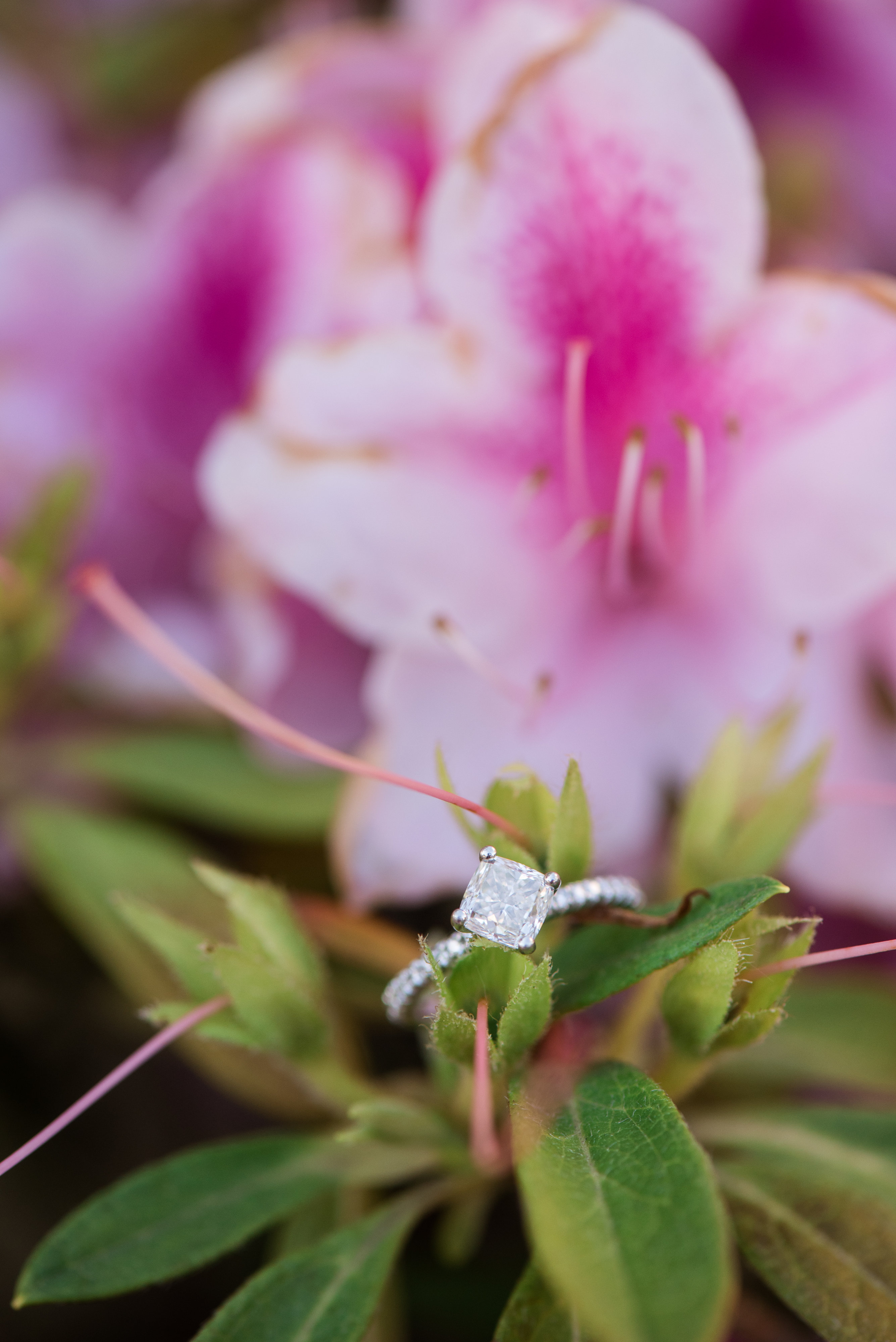 View More: https://carlyfullerphotography.pass.us/hannah-nick-engagement - Washingtonian