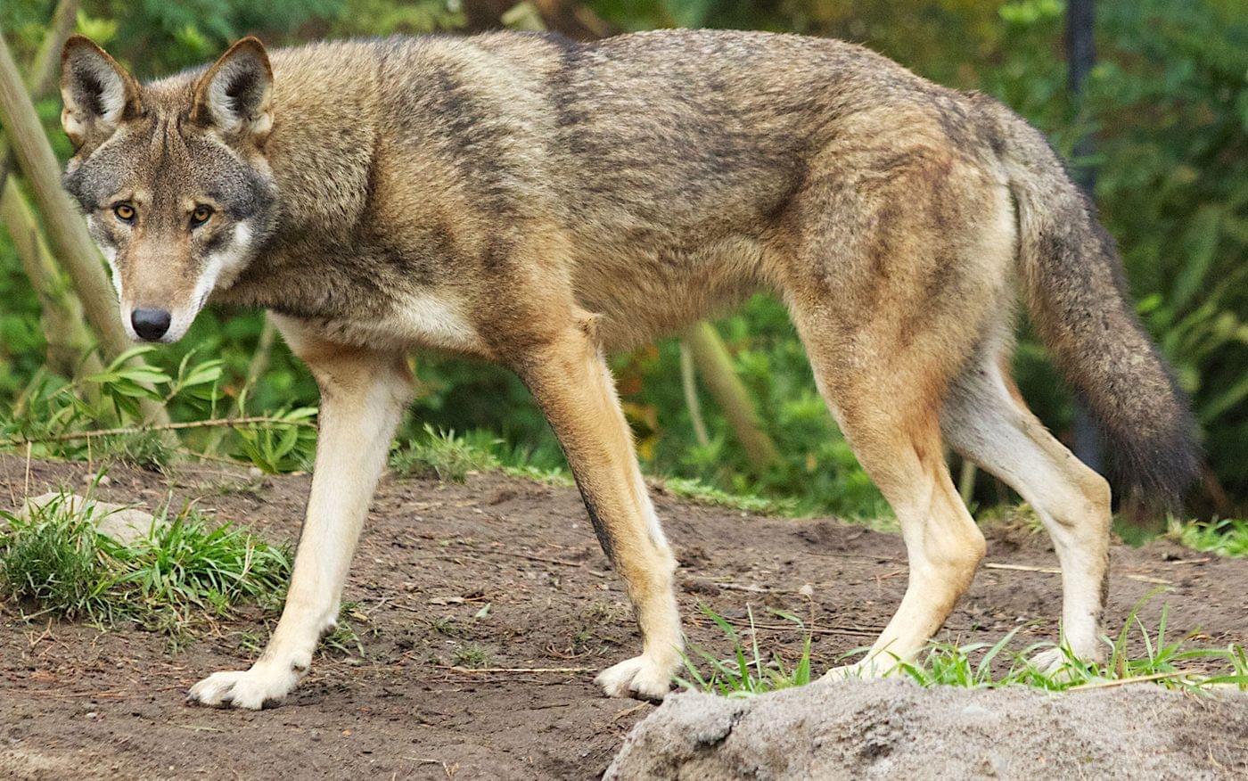 Red Wolves: What You Need to Know - Washingtonian