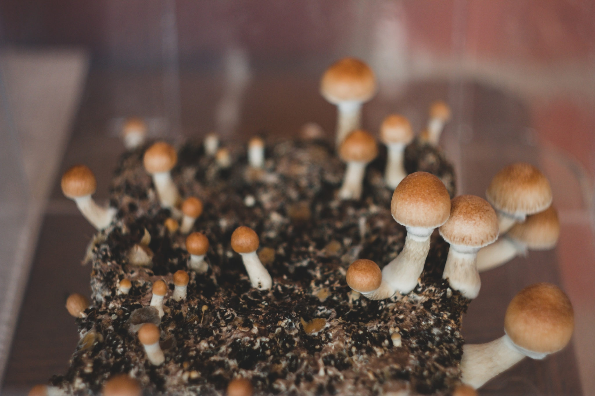 Magic Mushrooms Are Decriminalized in DC as of Today | Washingtonian (DC)