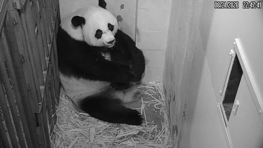 When Will You Be Able to See the National Zoo's New Baby Panda? |  Washingtonian (DC)