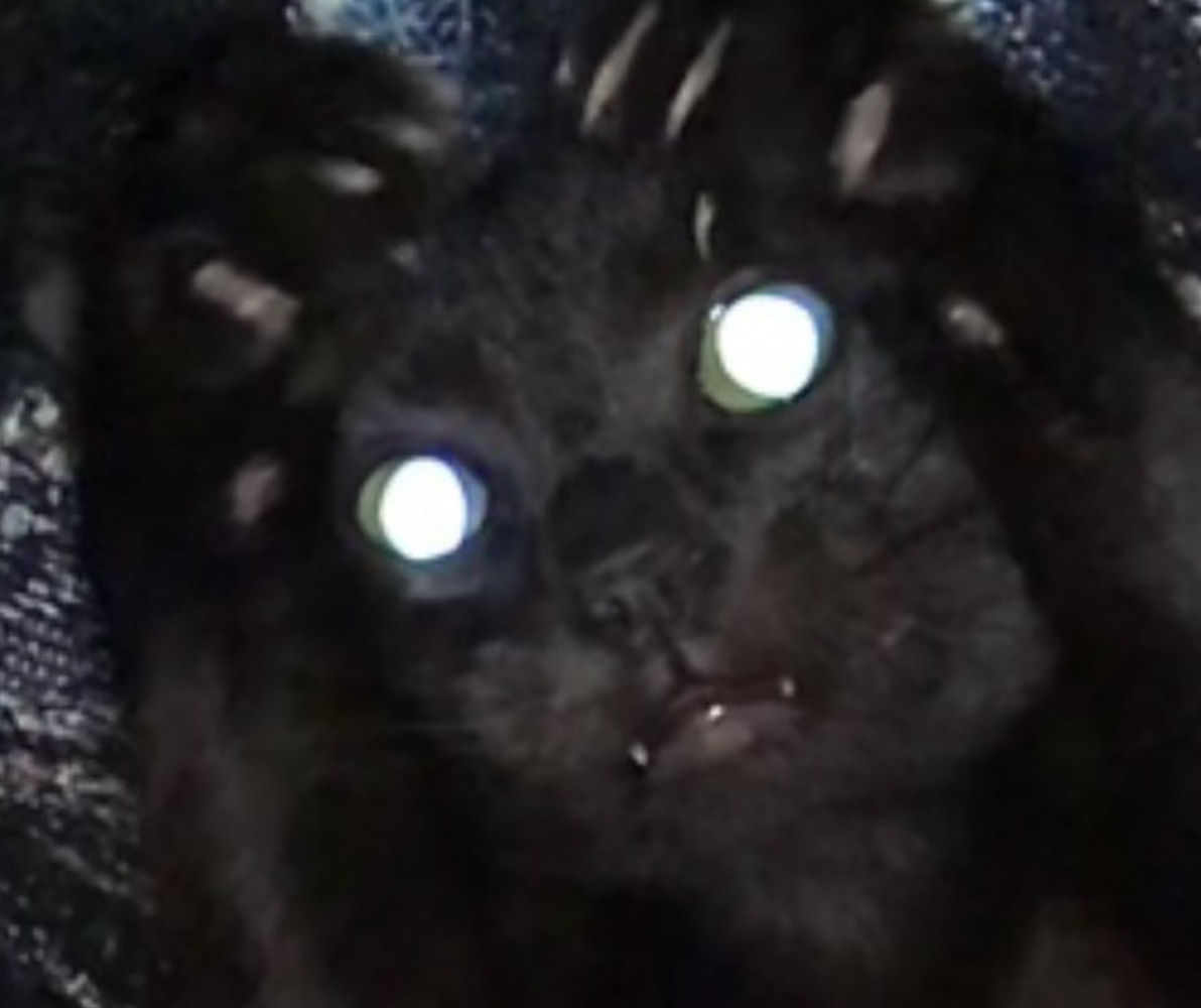 Will the Capitol See the Demon Cat This Year?