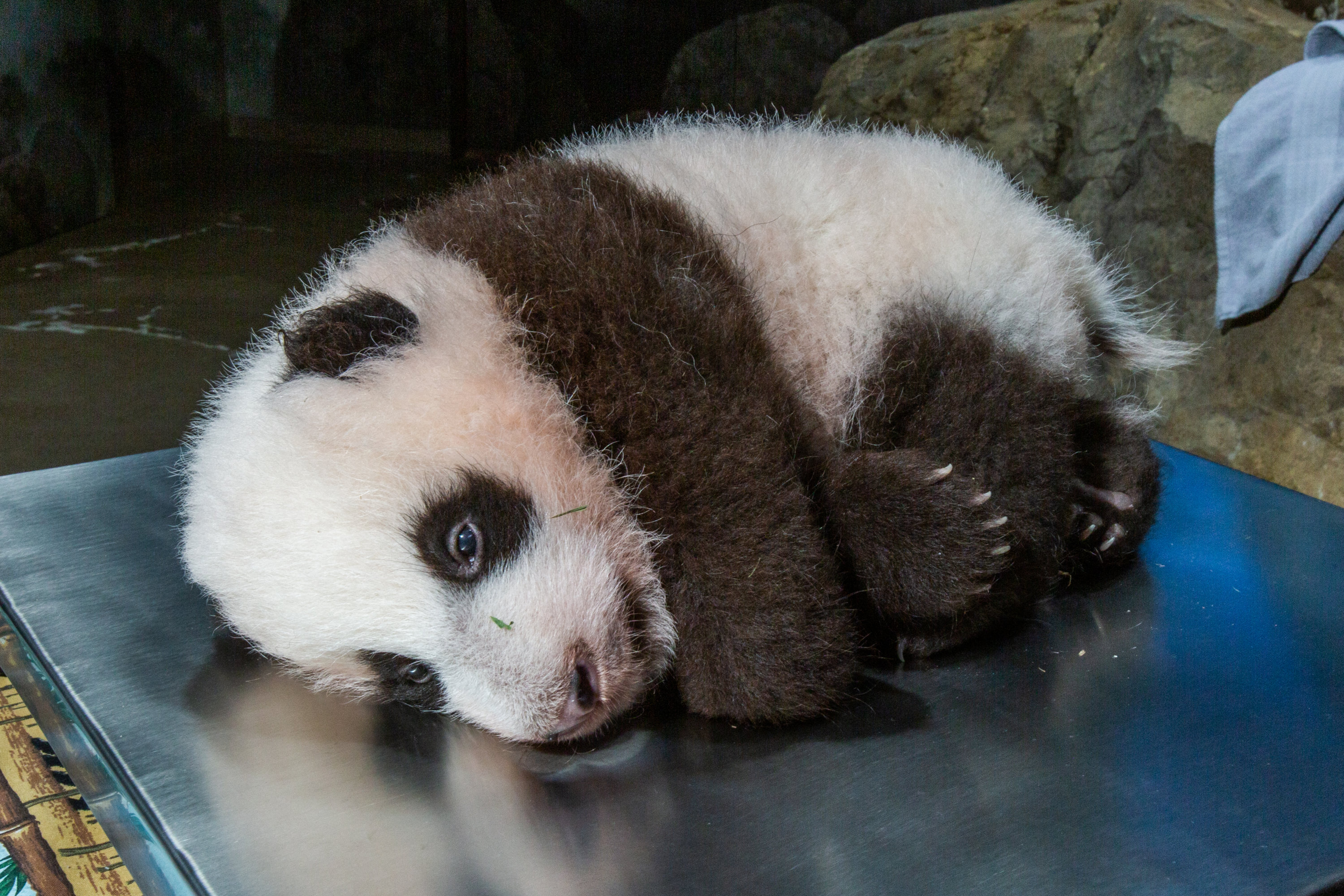 Schattig! Baby-reuzenpanda voor het eerst te zien voor bezoekers Schattig! Baby-reuzenpanda voor het eerst te zien voor bezoekers