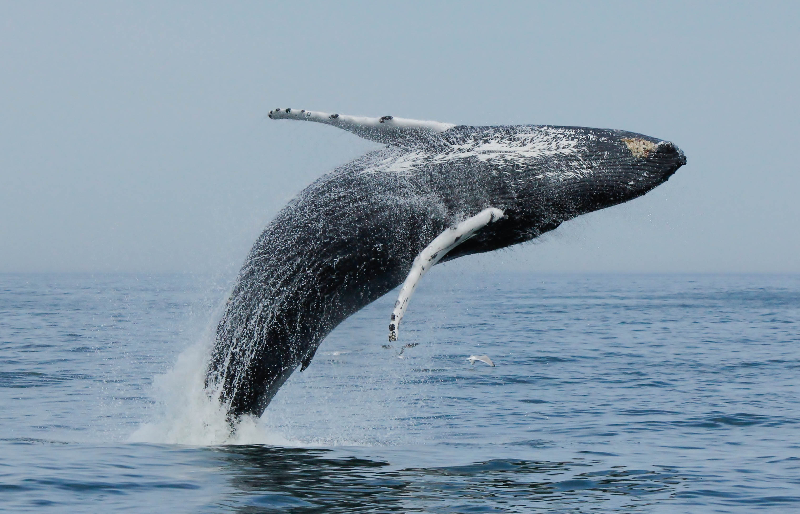 breach K.Rayfield - Washingtonian whales virginia beach