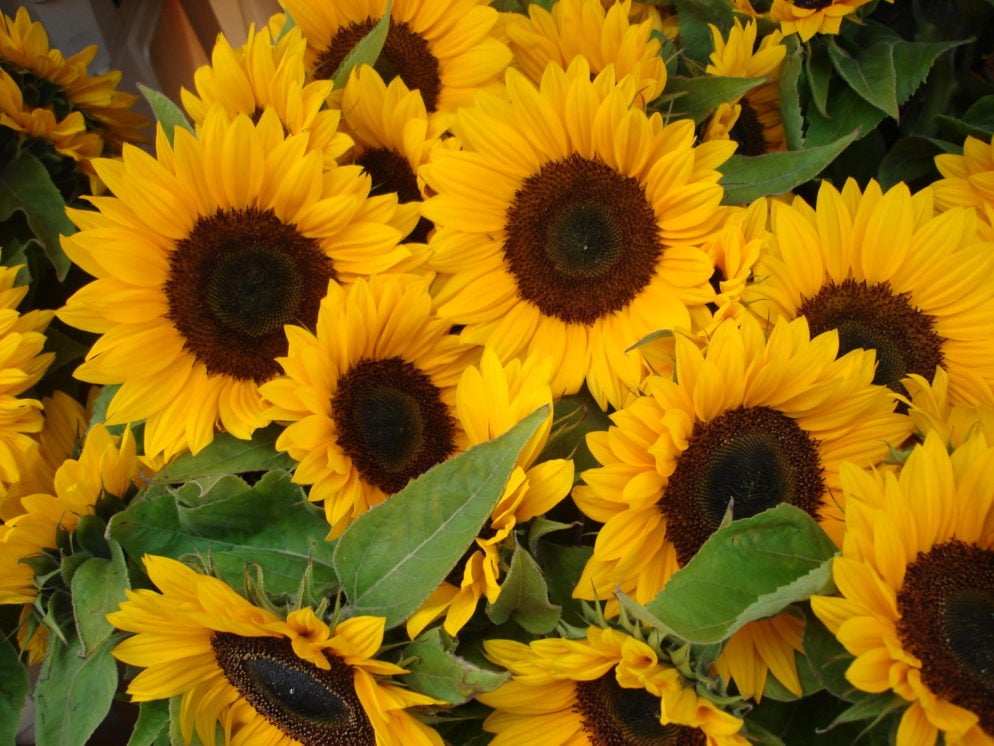 5 Places To Pick Your Own Sunflowers In Maryland And Virginia 