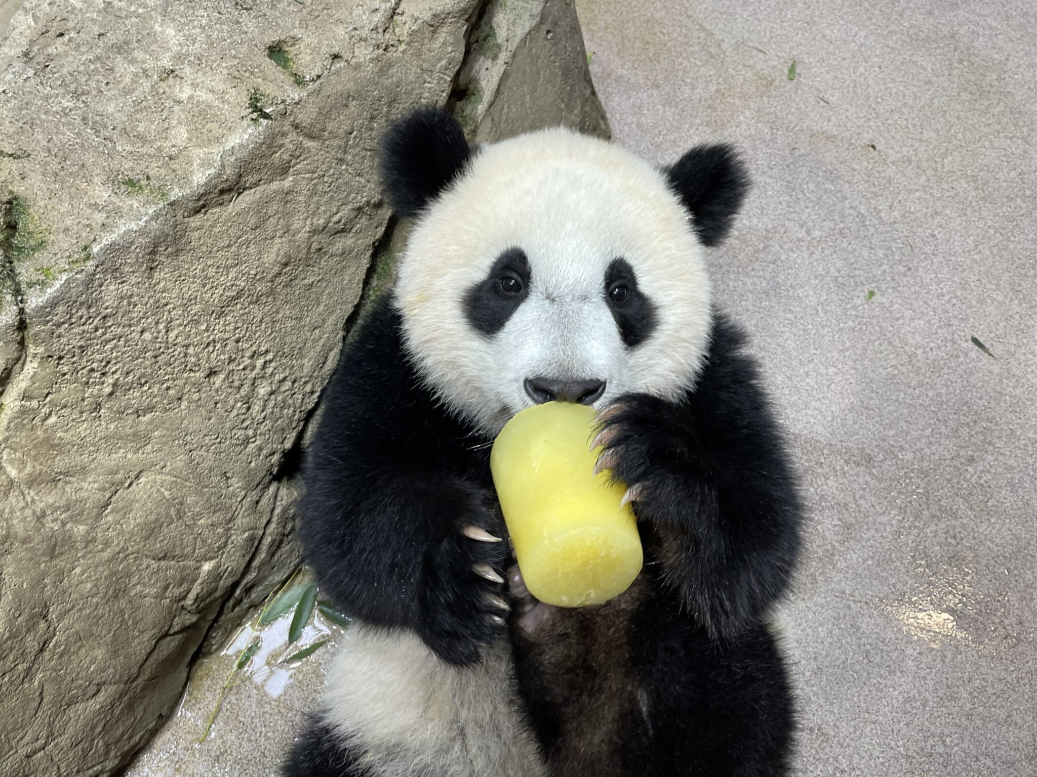 The National Zoo's Baby Panda Is Turning One. Here's How to Celebrate the  Royal Birthday. - Washingtonian