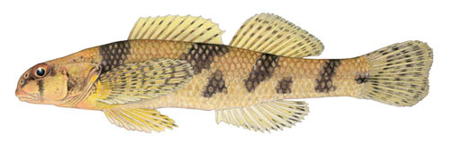 Maryland_Darter_-_Dave_Neely_(illustration) - Washingtonian