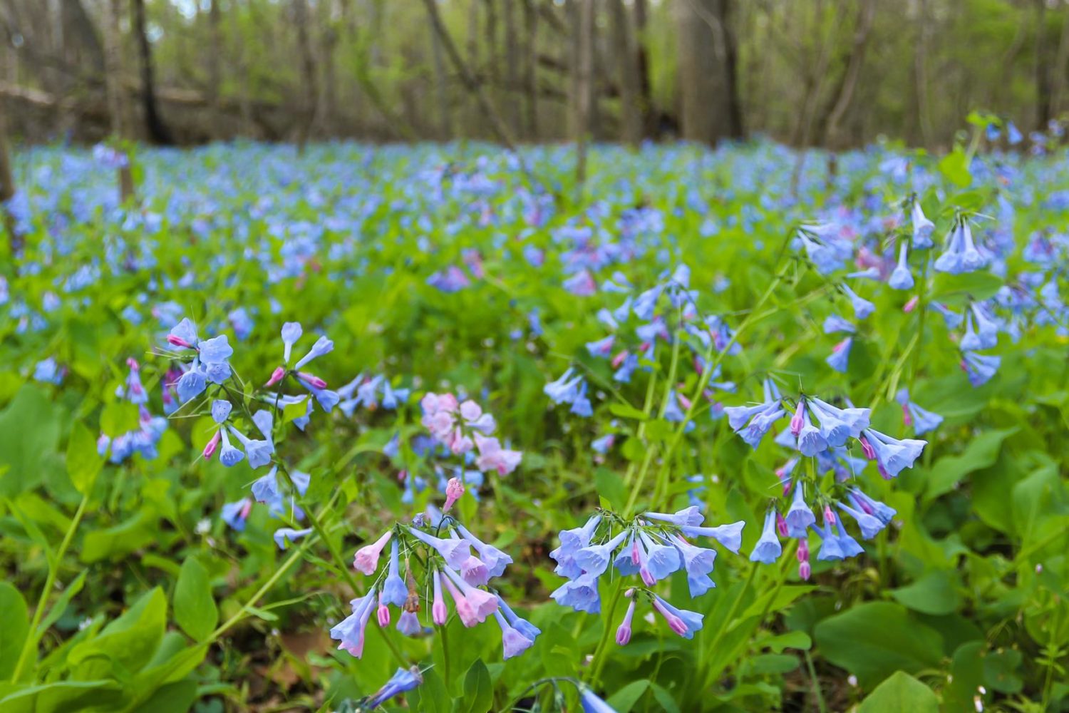 Bluebells Will Be in Peak Bloom This Week at Bull Run Regional Park