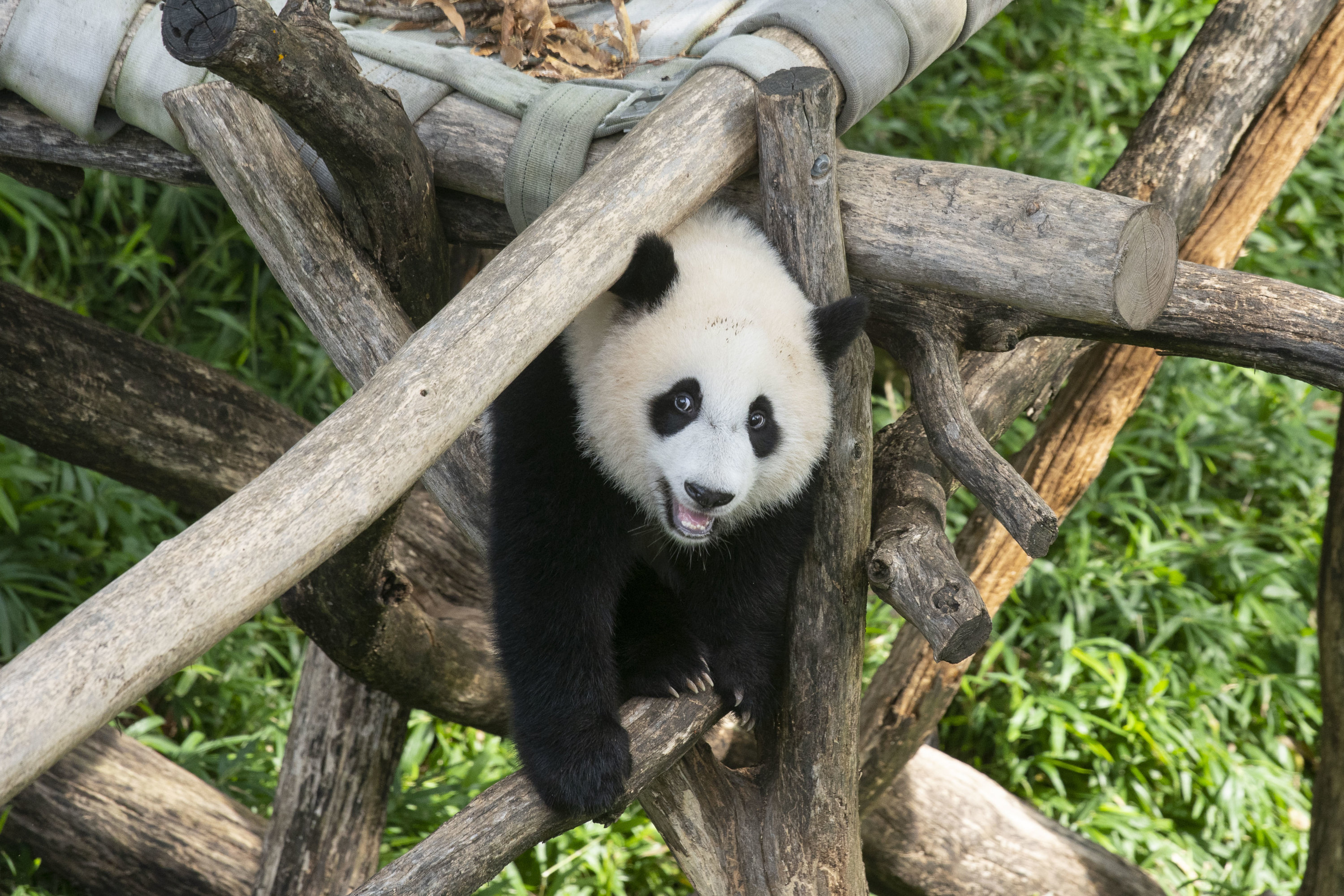 the best things to do in Washington, DC, the National Zoo