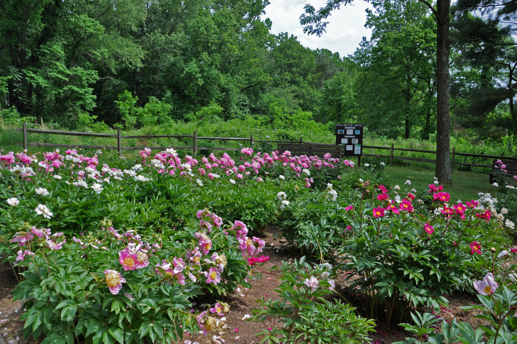 Peonies at Seneca Creek State Park Will Be at Peak Soon