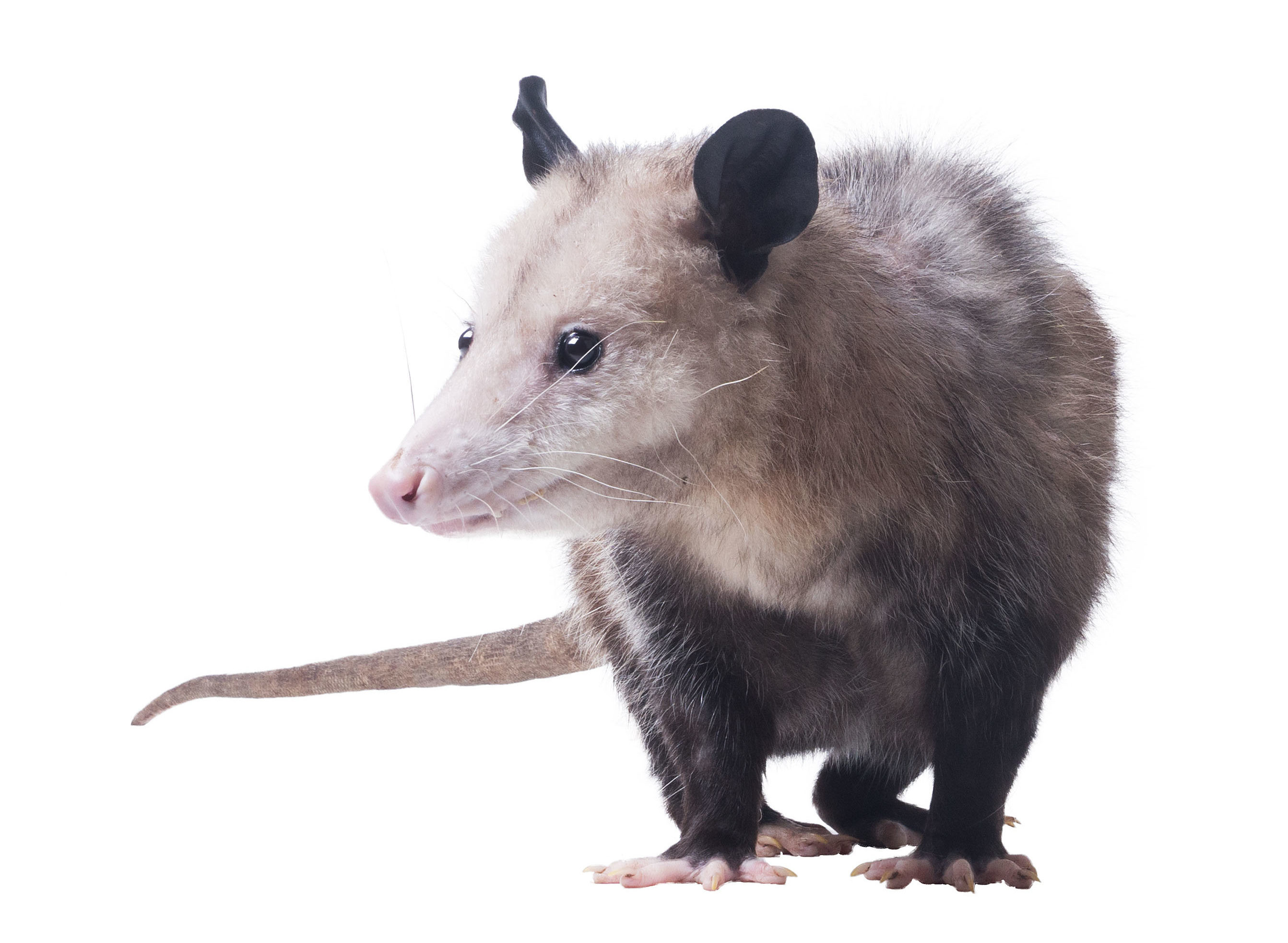 Female Virginia opossum (Didelphis virginiana) or common opossum. Isolated on white background - Washingtonian