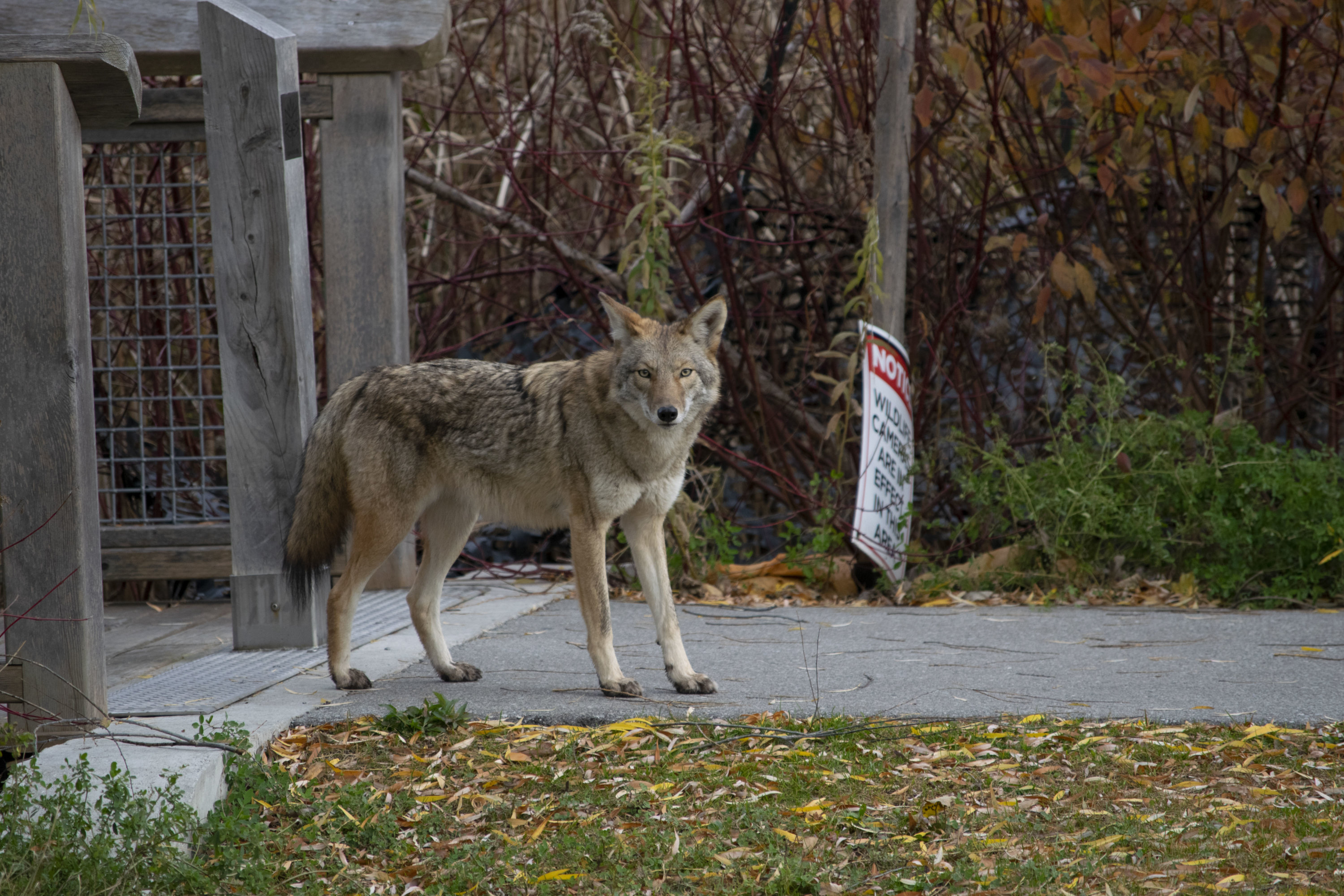 Coyote (Canis Latrans) sighting in urban area - Washingtonian