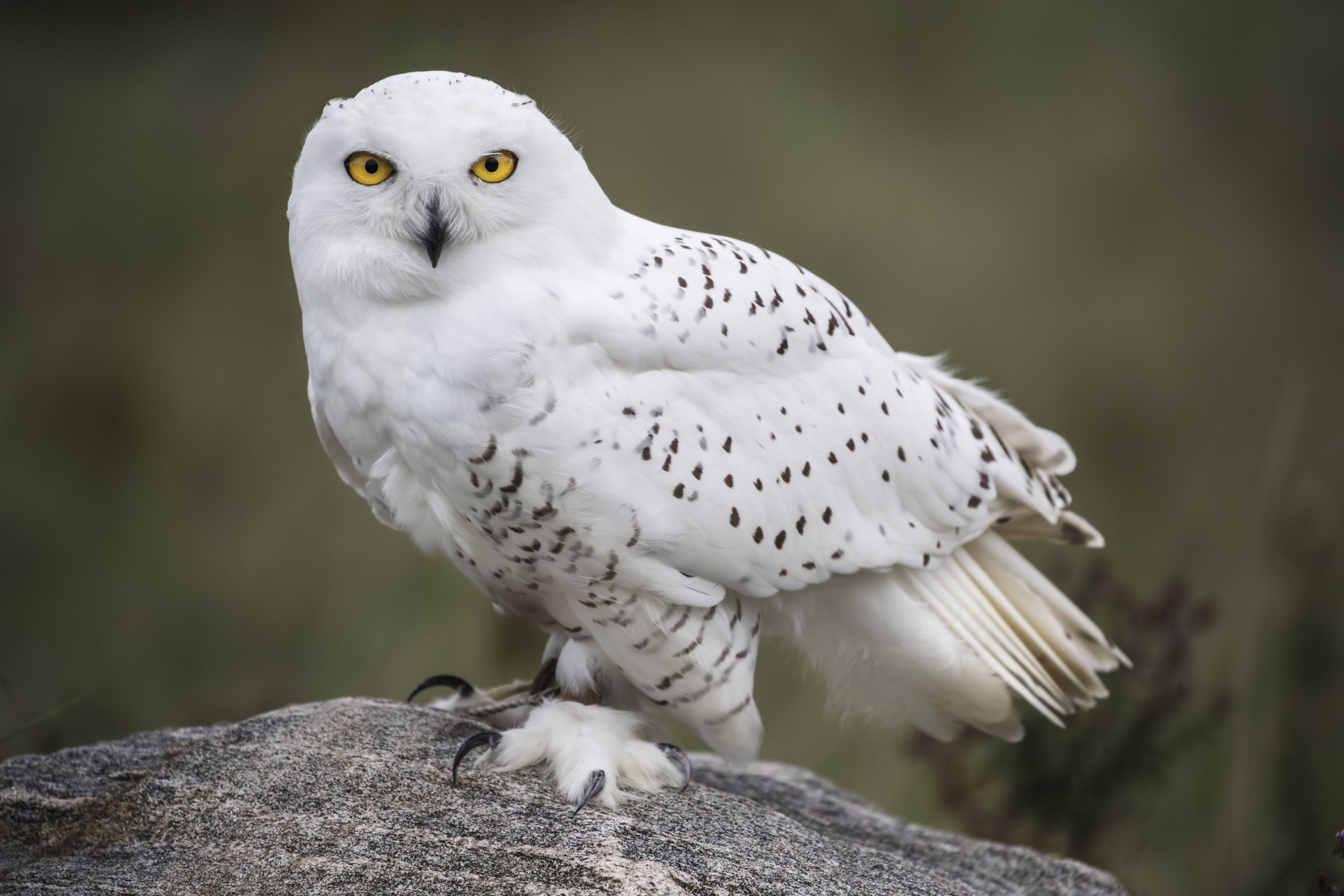Here's looking at you - Washingtonian