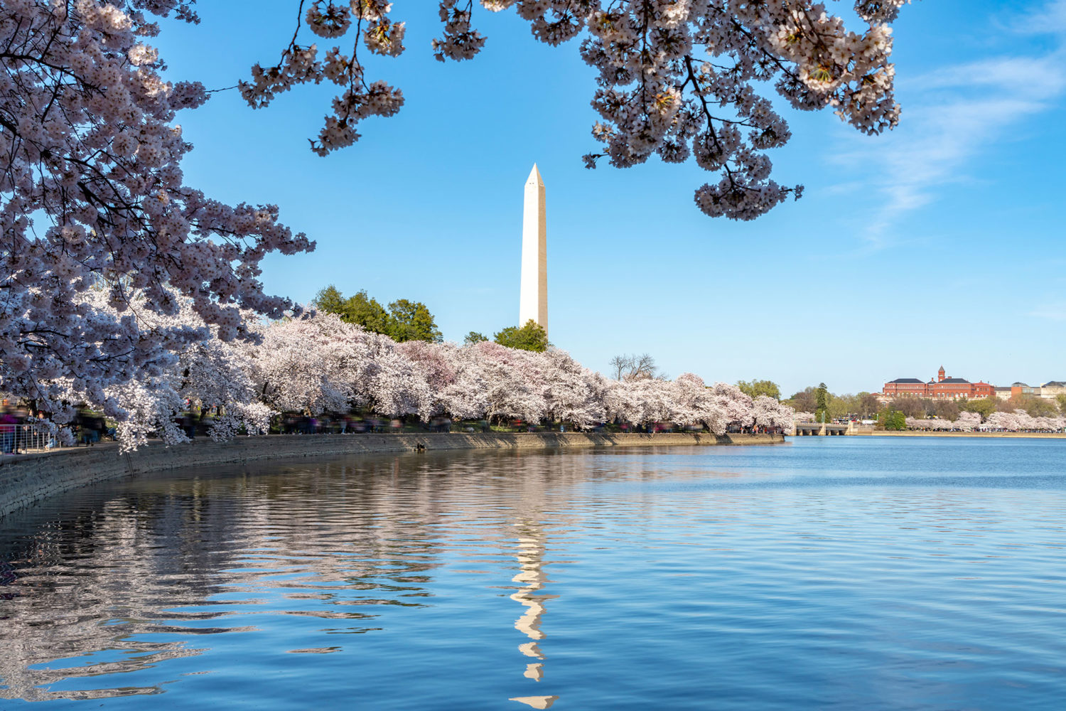 One Woman’s Quest to Bring Cherry Blossoms to DC
