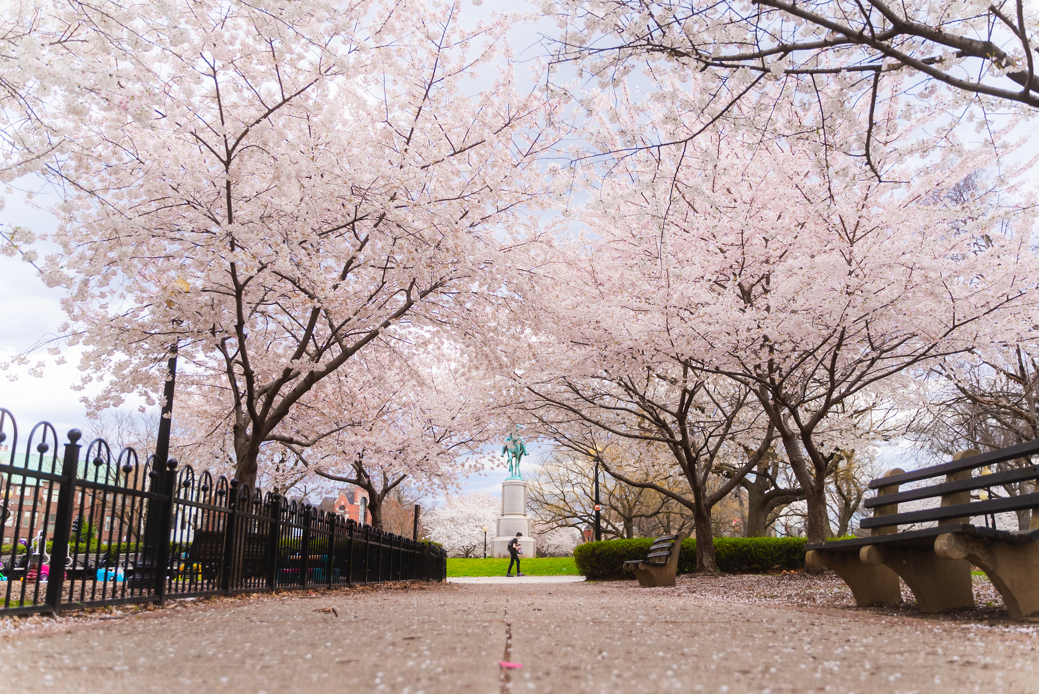 Cherry Blossoms, Washington DC