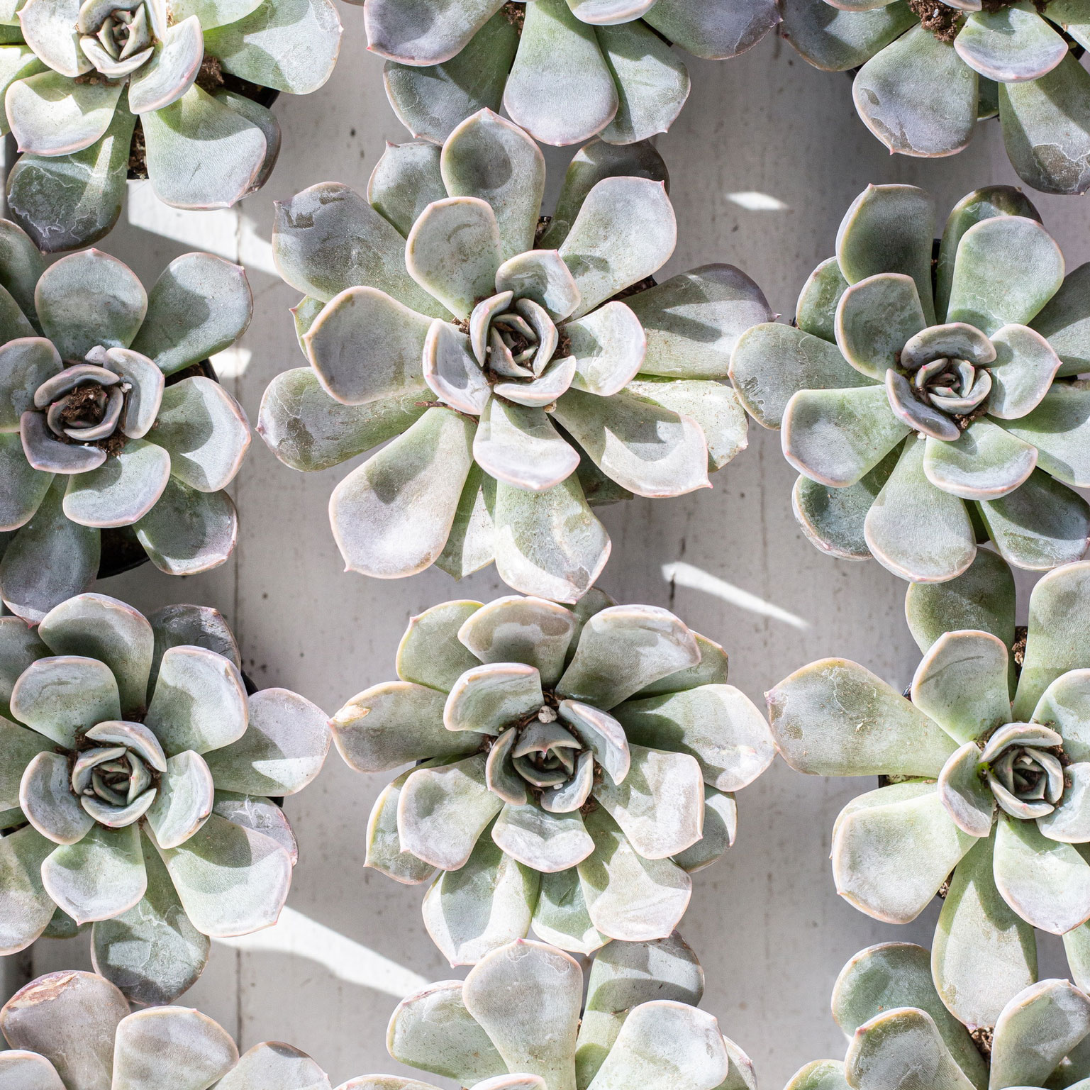 DC Plant Week: Deals, Events, and Fun Events - Washingtonian