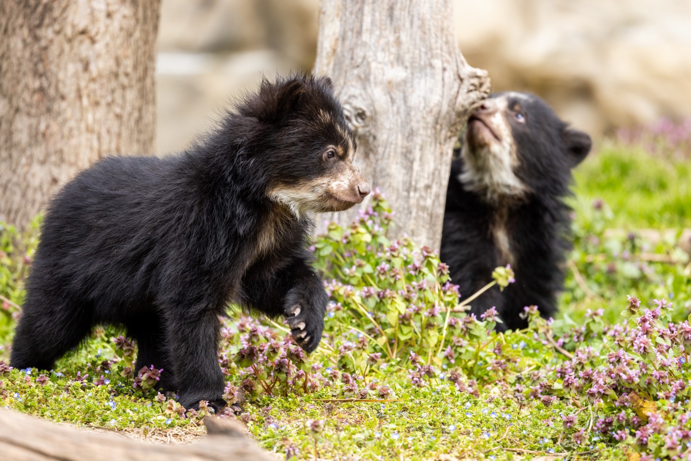 How Are the National Zoo’s Animals Faring in the “Code Purple” Air?