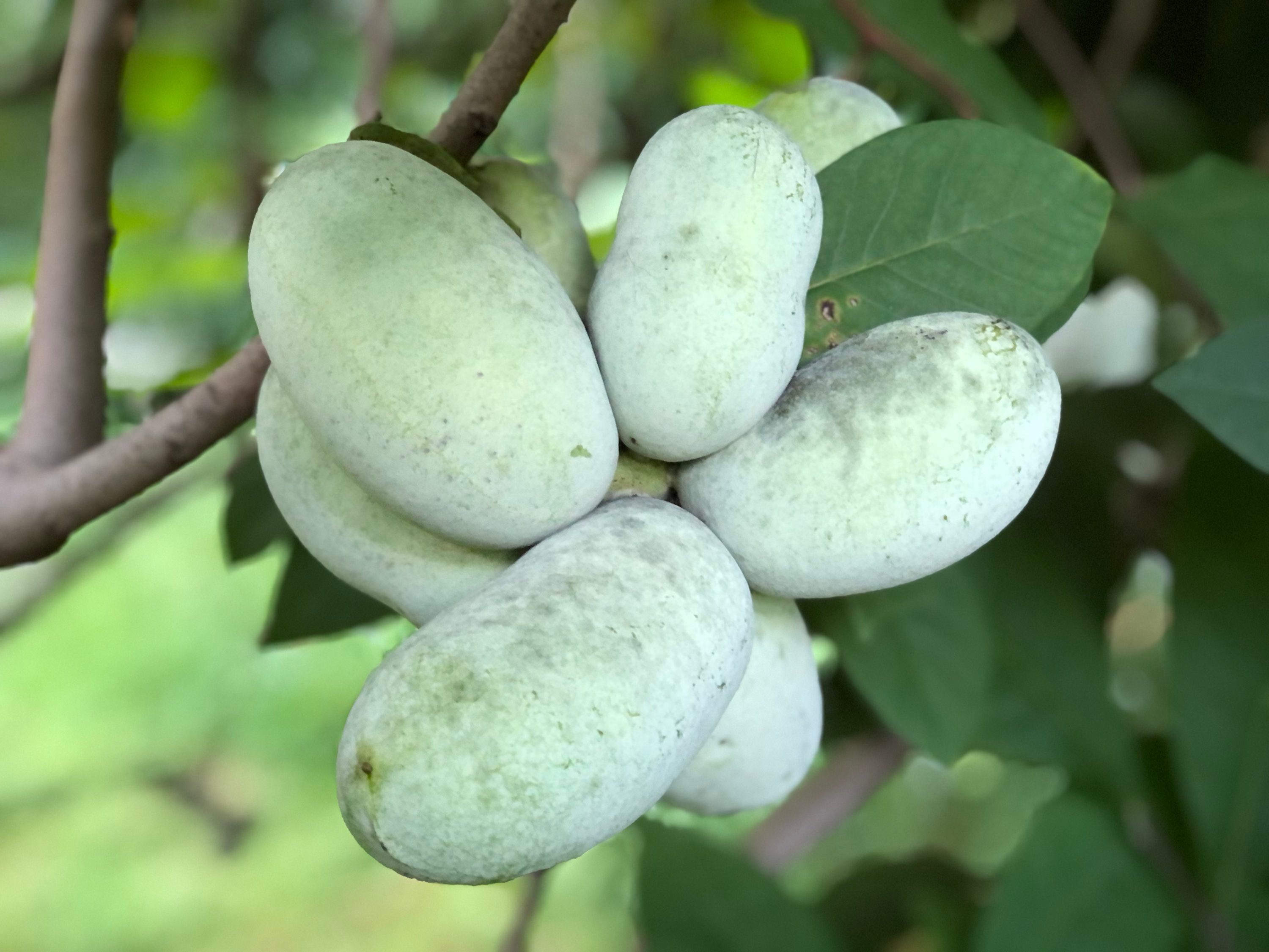 Pawpaw Season Is Here Where To Taste Dcs Tropical” Fruit—and Pick