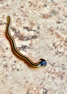 the hammerhead flat worm / broadhead planarian (bipalium) is a predatory land planarian. - Washingtonian