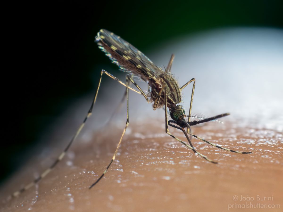 What to Know About Malaria Around DC