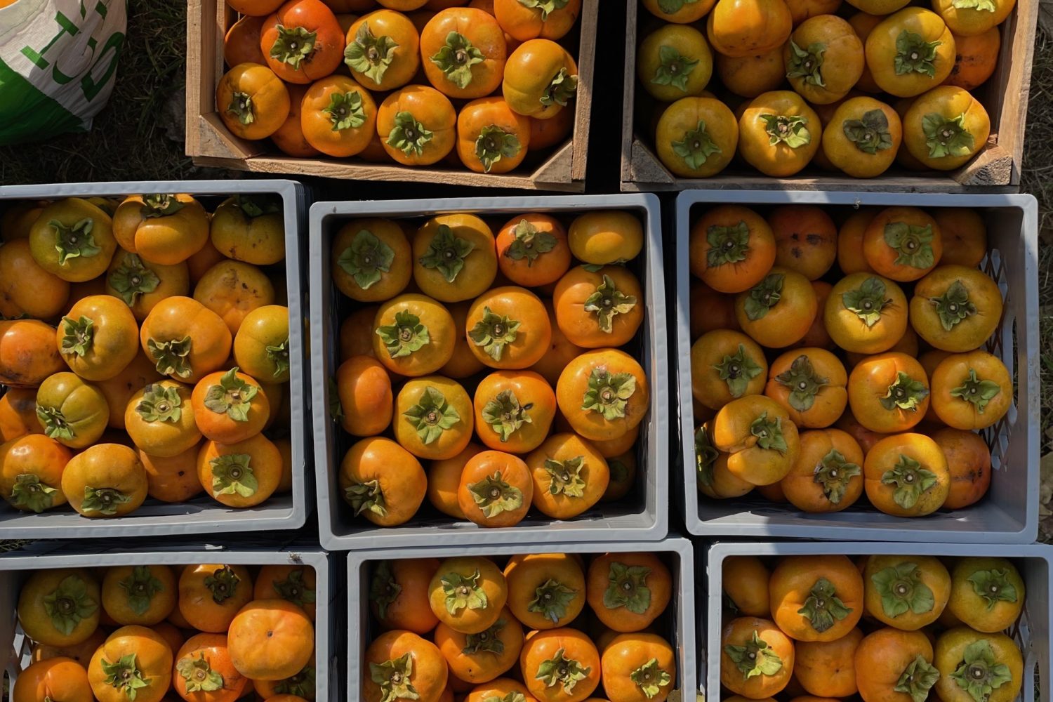 The Ultimate Fall Treat? Fruit From This Rare Mid-Atlantic Persimmon Orchard.