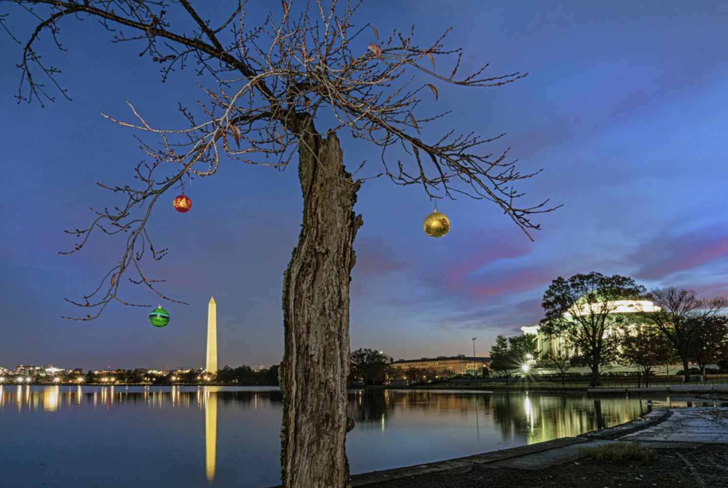 This 2024 Calendar Celebrates Stumpy, DC’s Favorite Little Cherry Tree