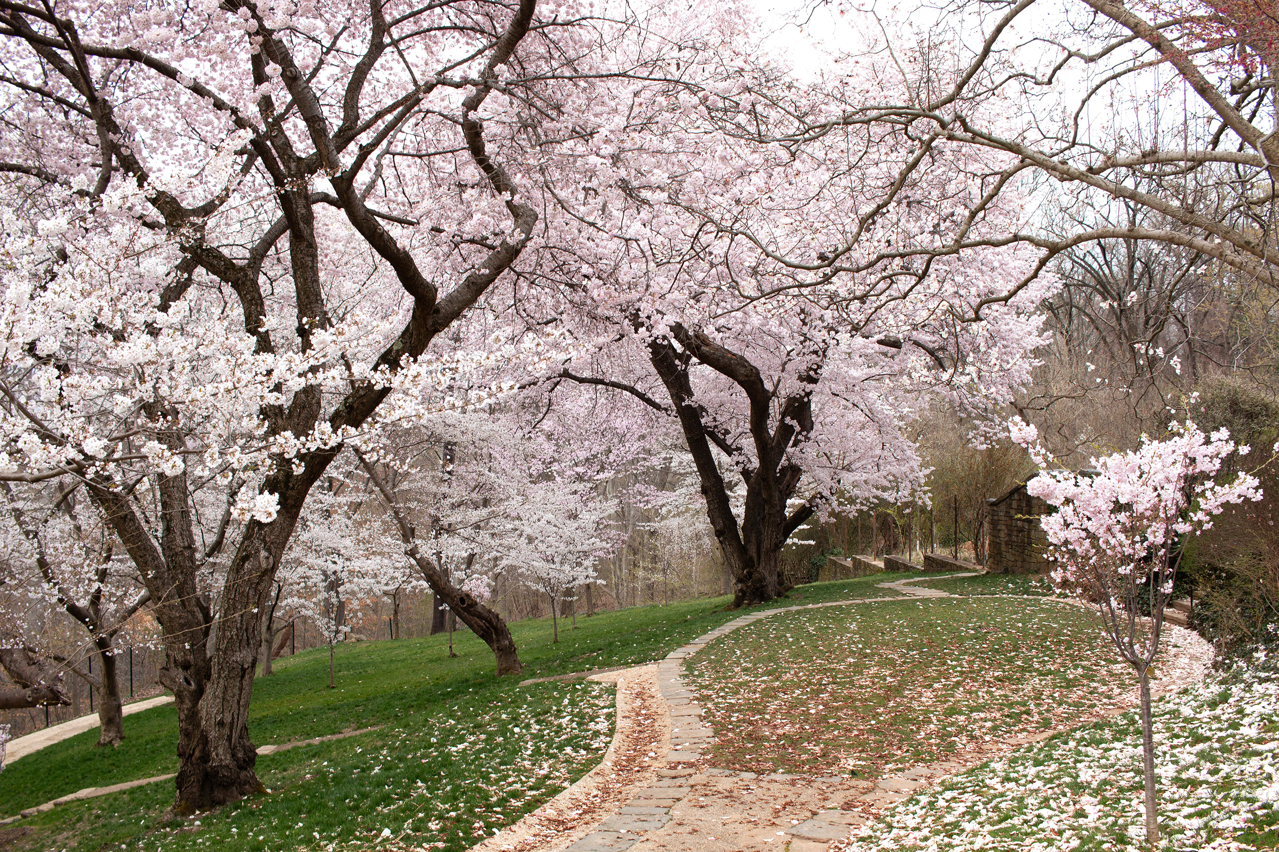 Cherry trees at Dumbarton Oaks in Georgetown. Photograph courtesy of Dumbarton Oaks.