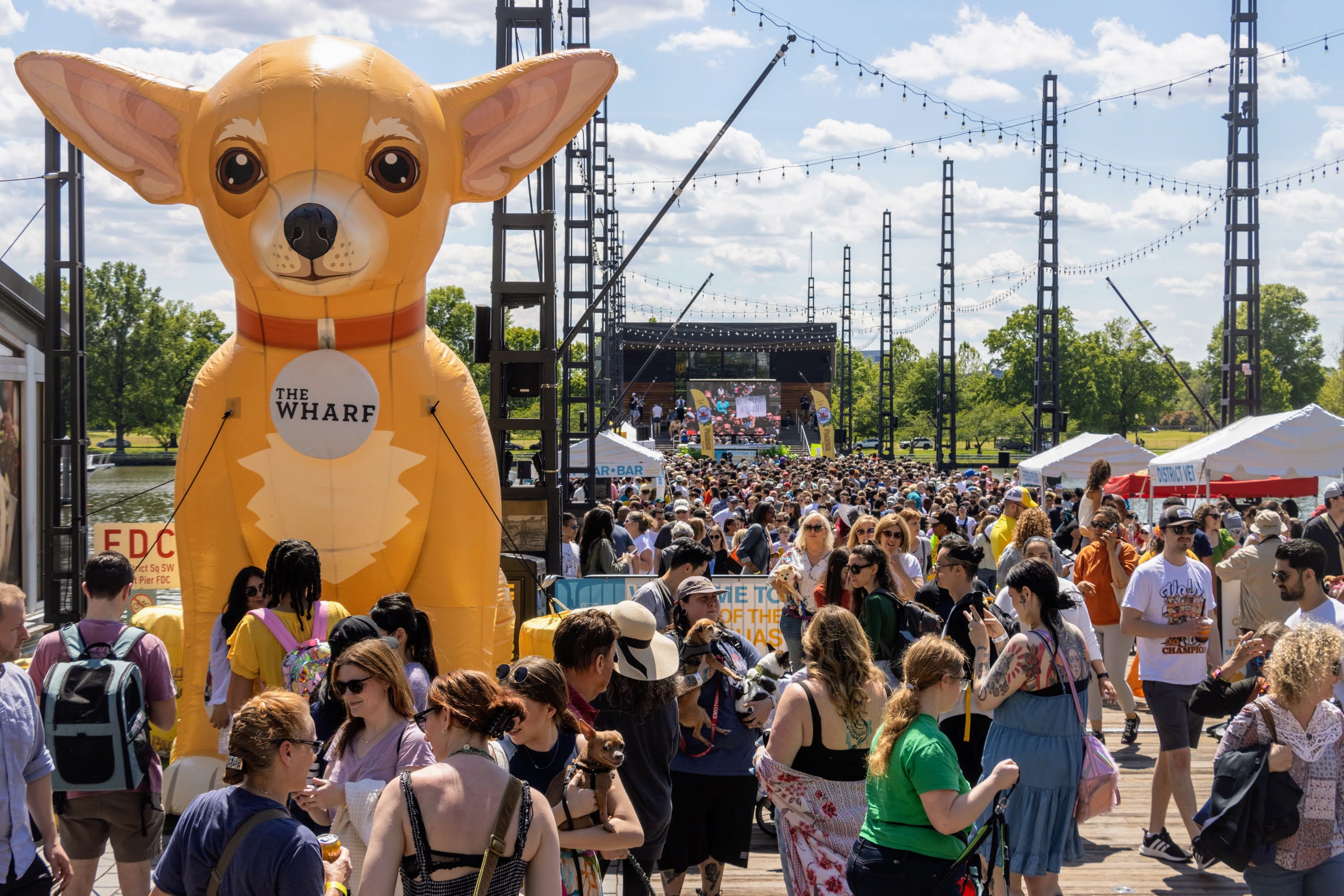 11th Annual Running of the Chihuahuas, 2023-05-06. Photos by Pat - Washingtonian