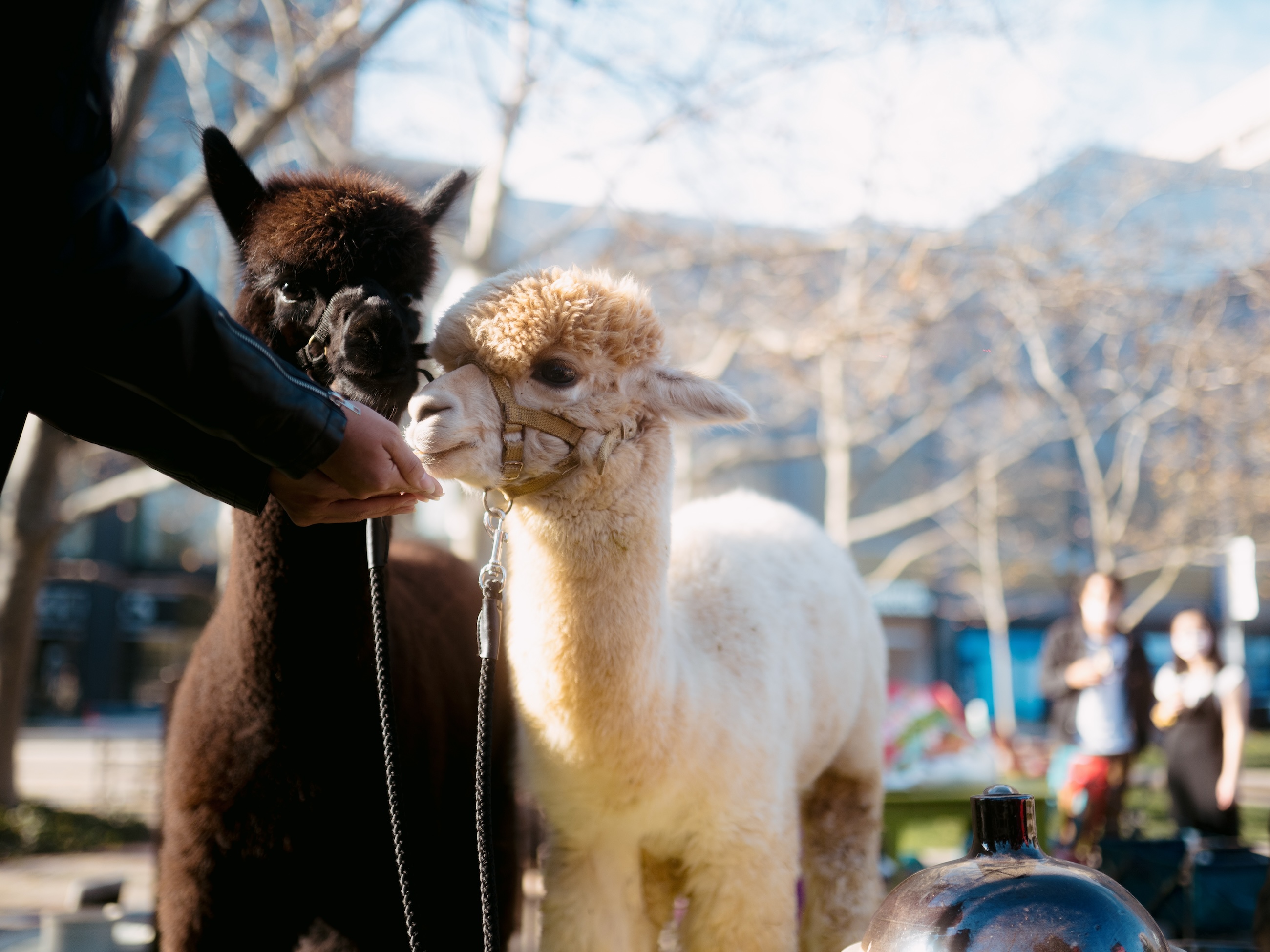 Peruvian Brothers Alpacas 4 - Washingtonian