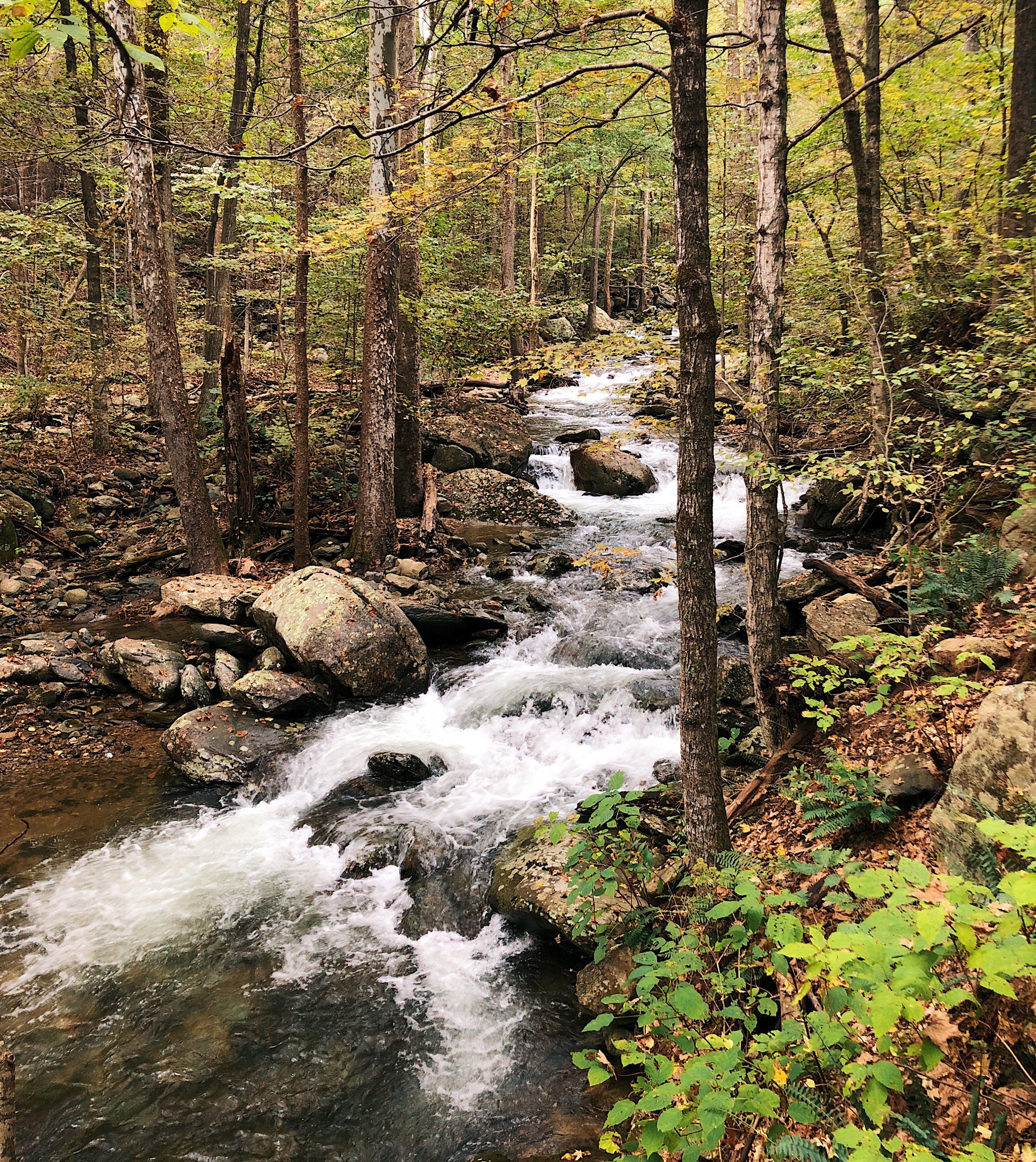 Whiteoak Canyon - Washingtonian