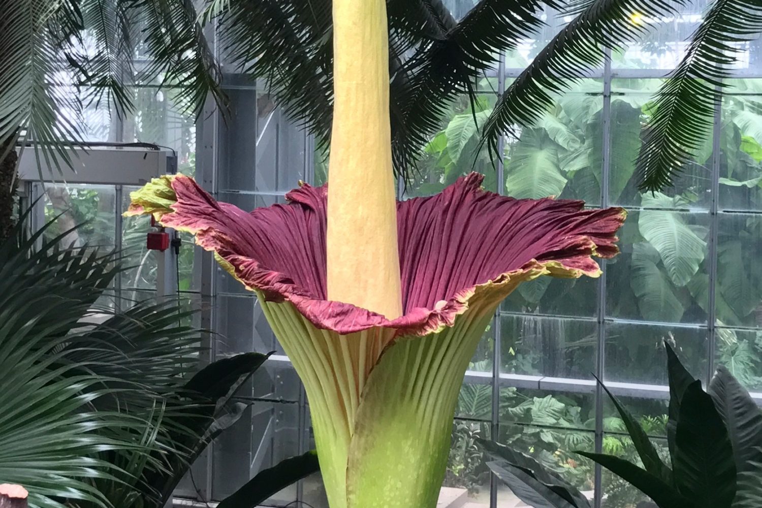 Two “Corpse Flowers” Will Bloom This Week at the Botanic Garden