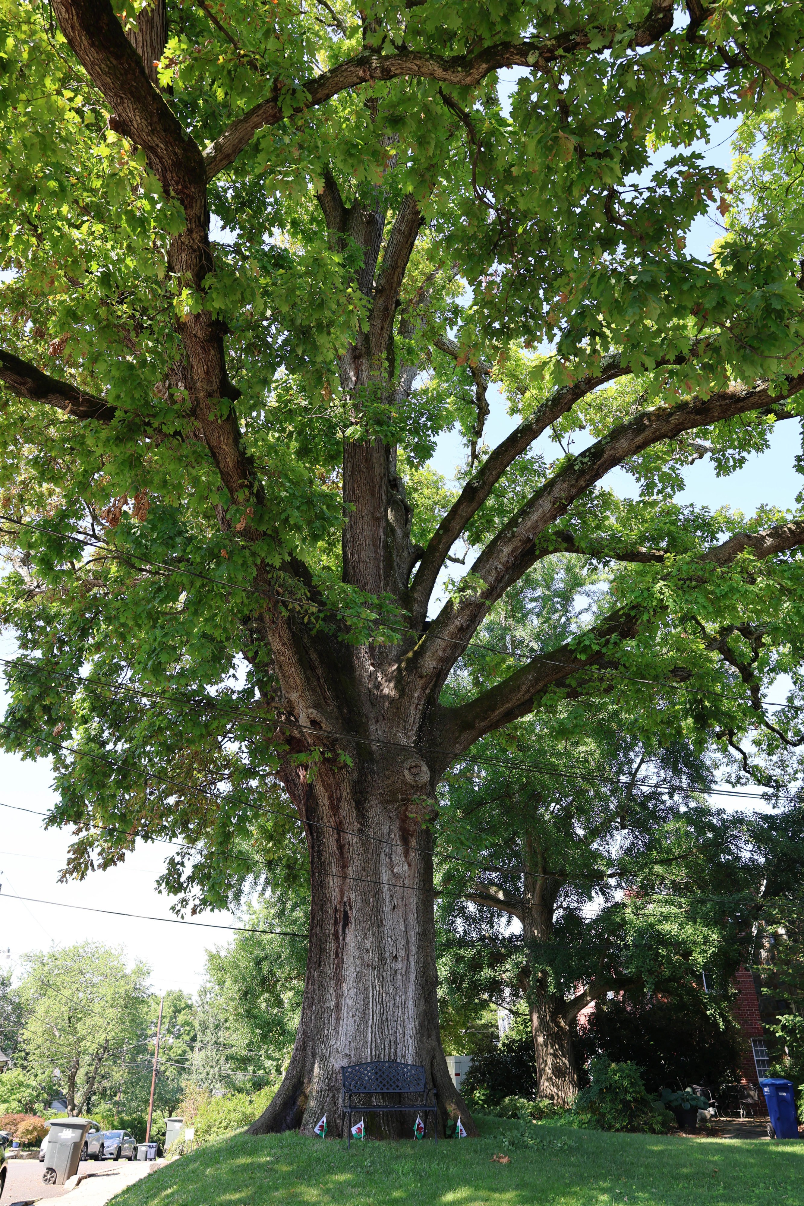Casey tree measures the biggest tree in DC - Washingtonian