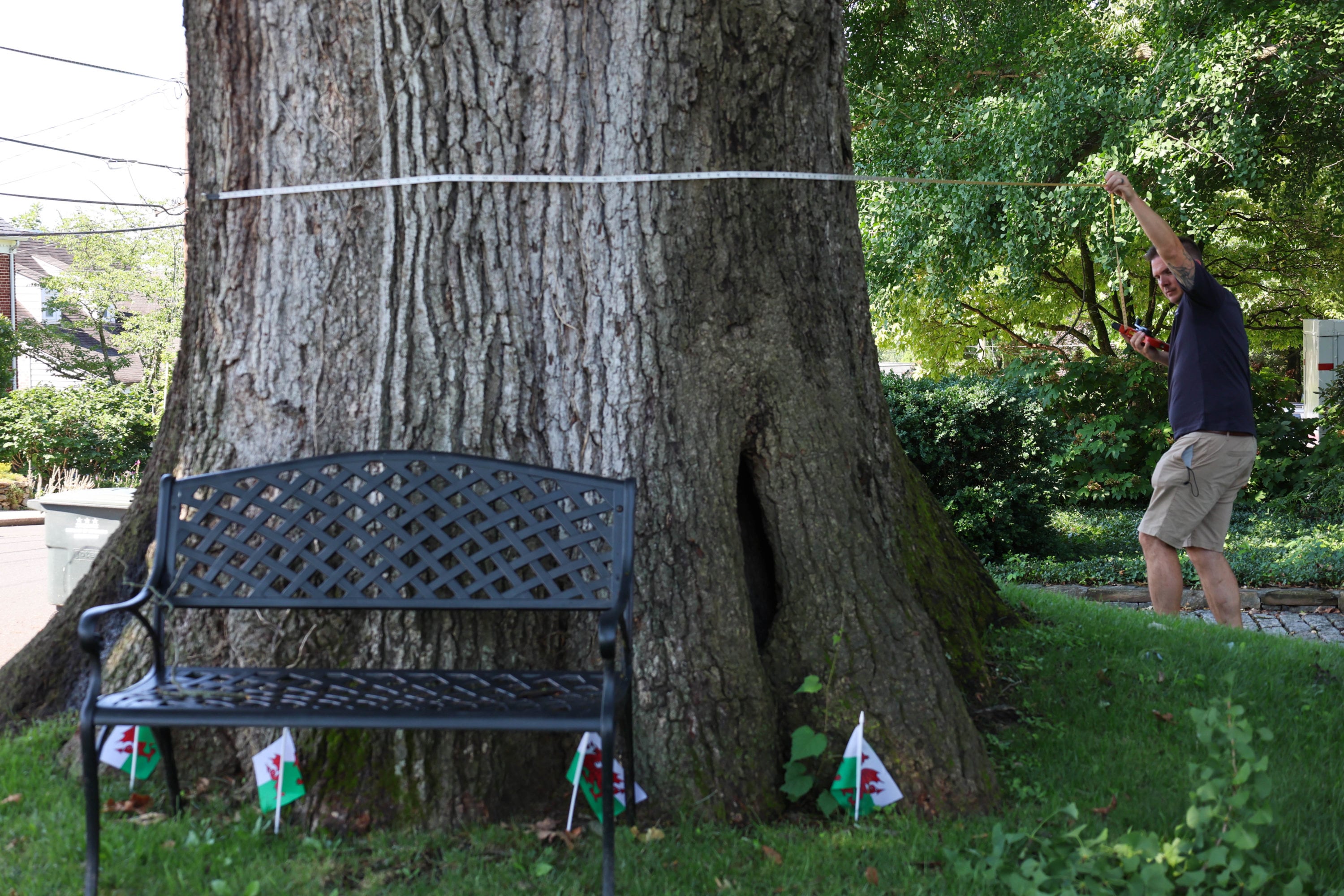 Casey tree measures the biggest tree in DC - Washingtonian