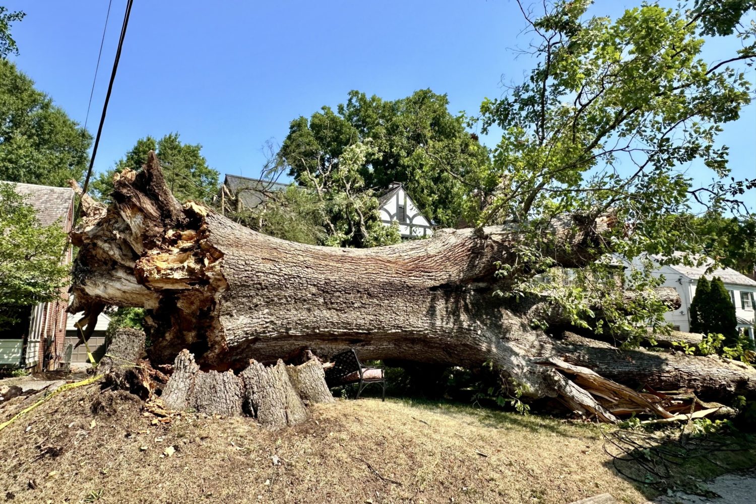 One of DC’s Biggest Trees Has Fallen