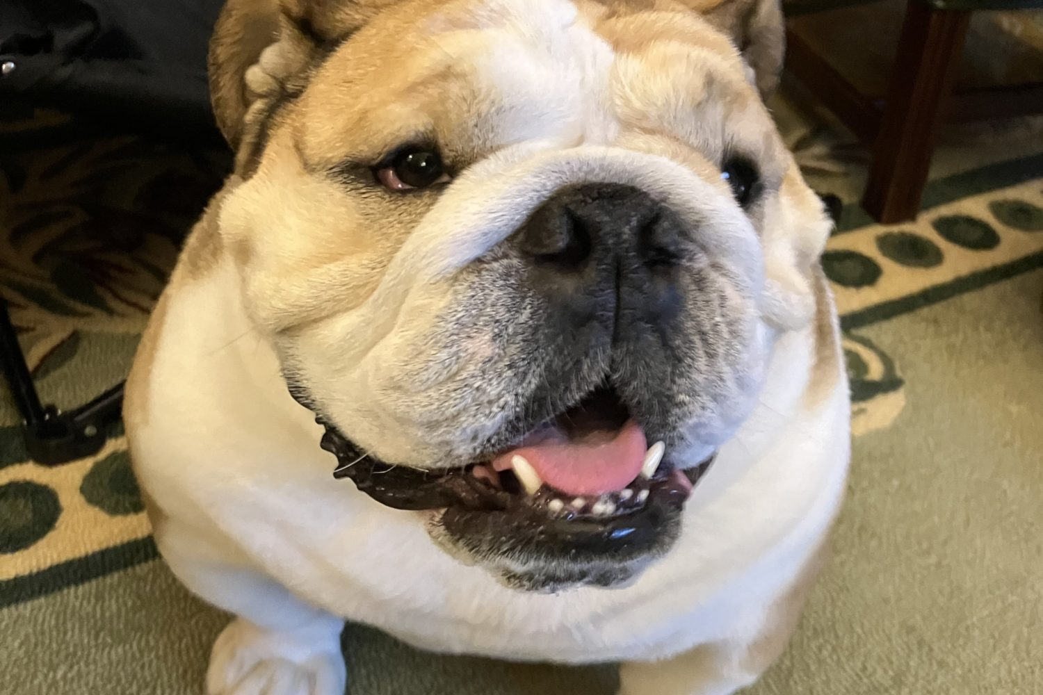 Not to Brag, but I Personally Know Babydog