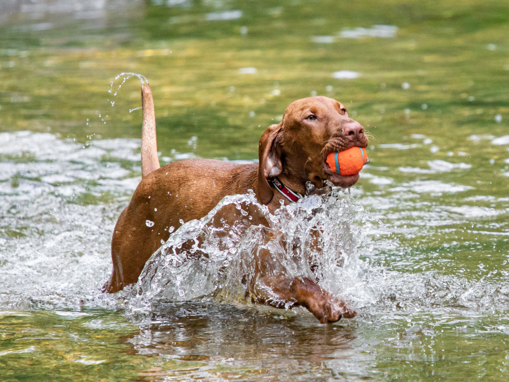 7 Fun Day Trips to Take With Your Dog This Summer