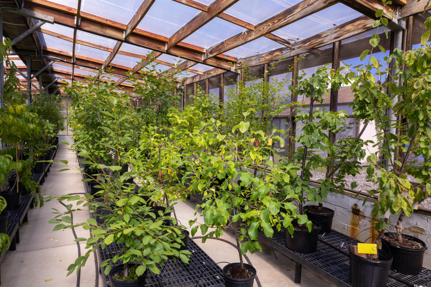 A Visit With DC’s Quarantined New Cherry Trees