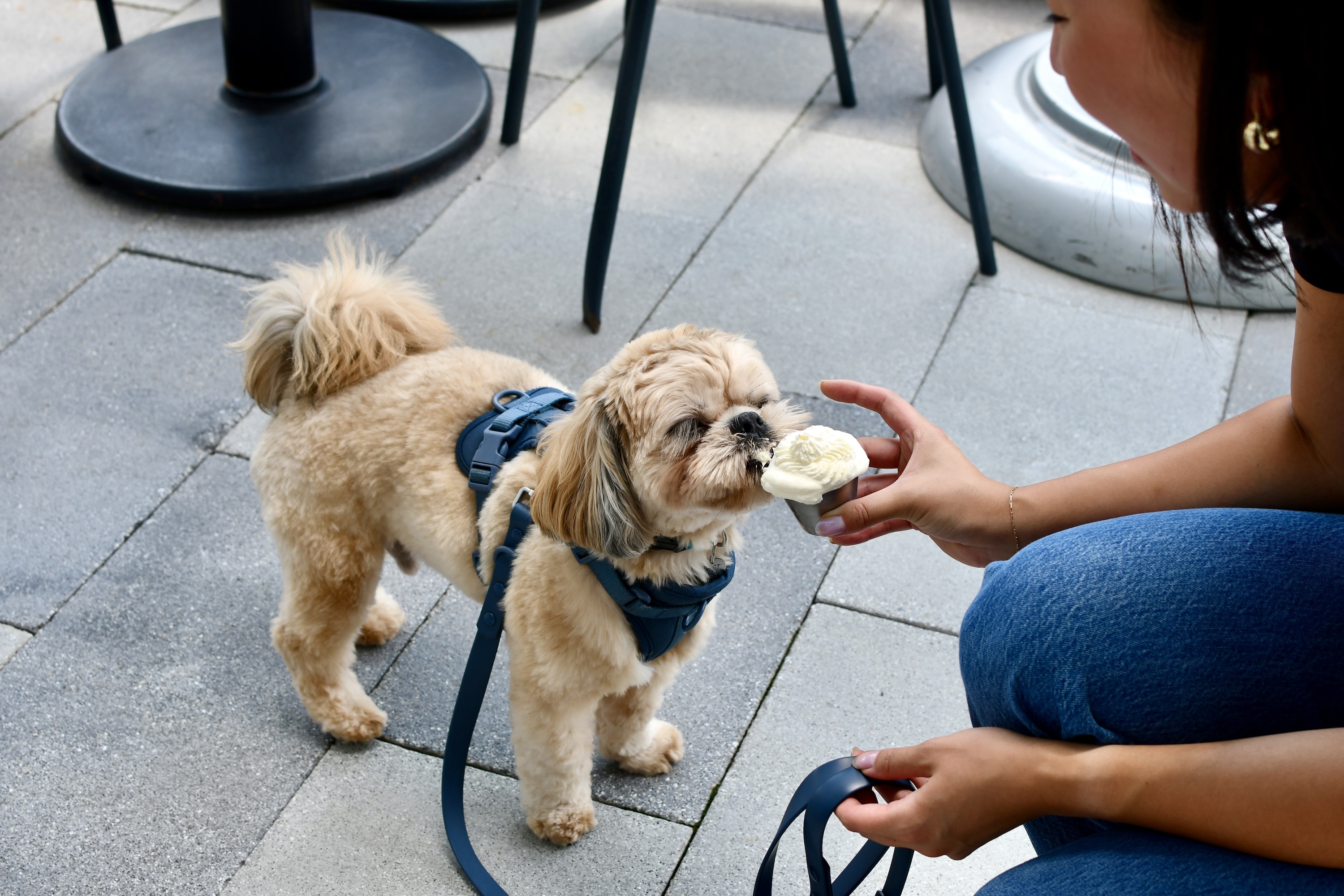 Le Clou national dog day - Washingtonian