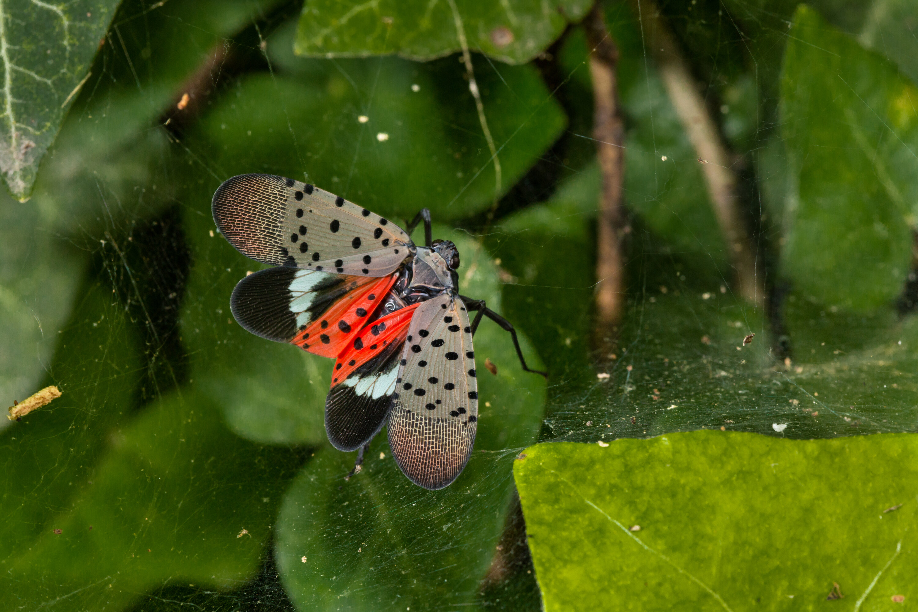 Spotted Lanternfly adult (US Dept of Agriculture:Flickr) - Washingtonian SLF-spotted lanternfly (Lycorma delicatula) adult winged, in Pennsylvania, on July 20, 2018.