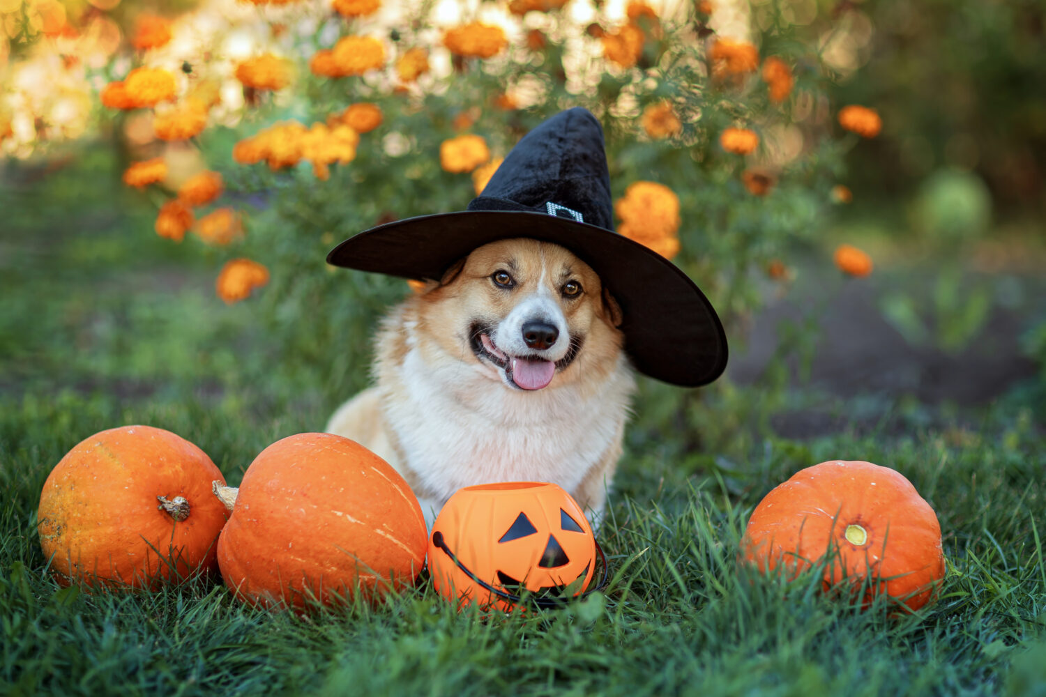 9 Dog-Friendly Halloween Events Around DC