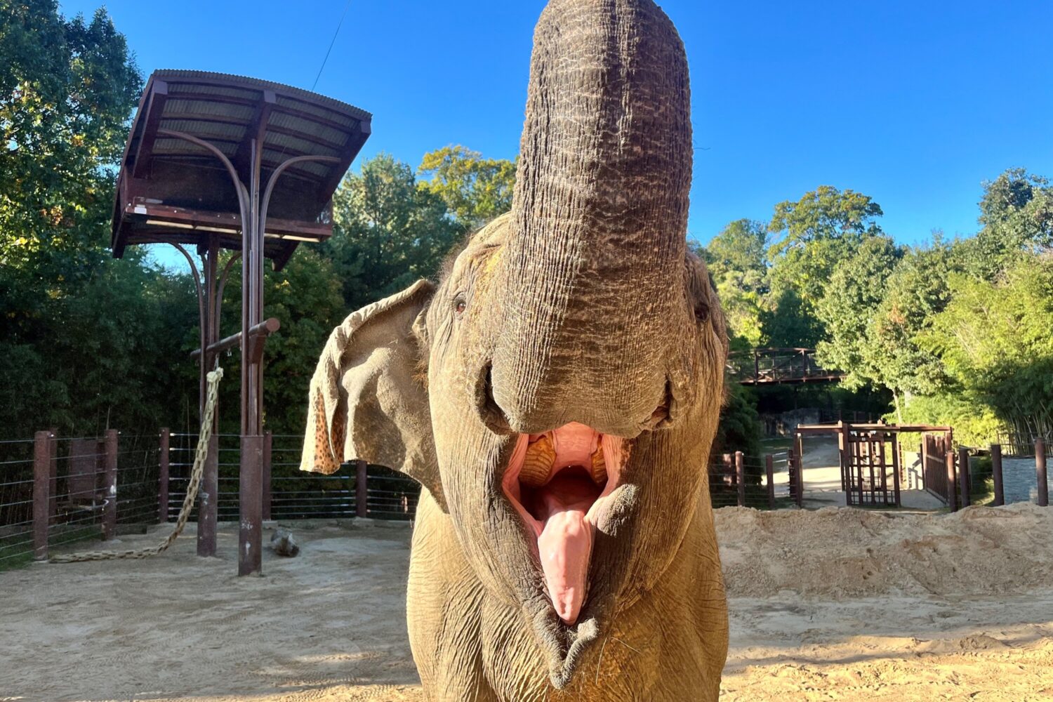 The Internet Is Projecting Its Election Anxiety Onto the Death of a National Zoo Elephant Named Kamala
