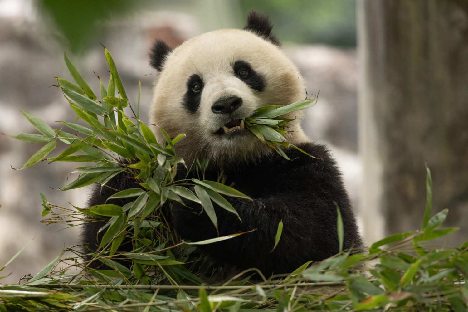 A Panda-Themed Pop-Up Bar Opens Across From the Zoo
