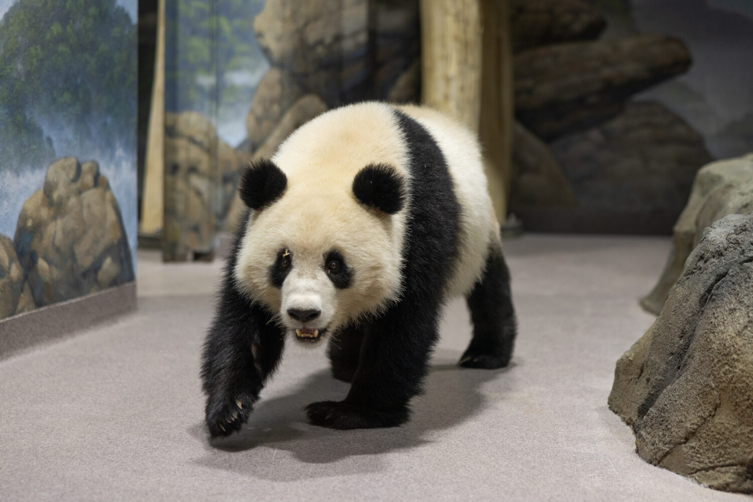 How to See the New Pandas at the National Zoo