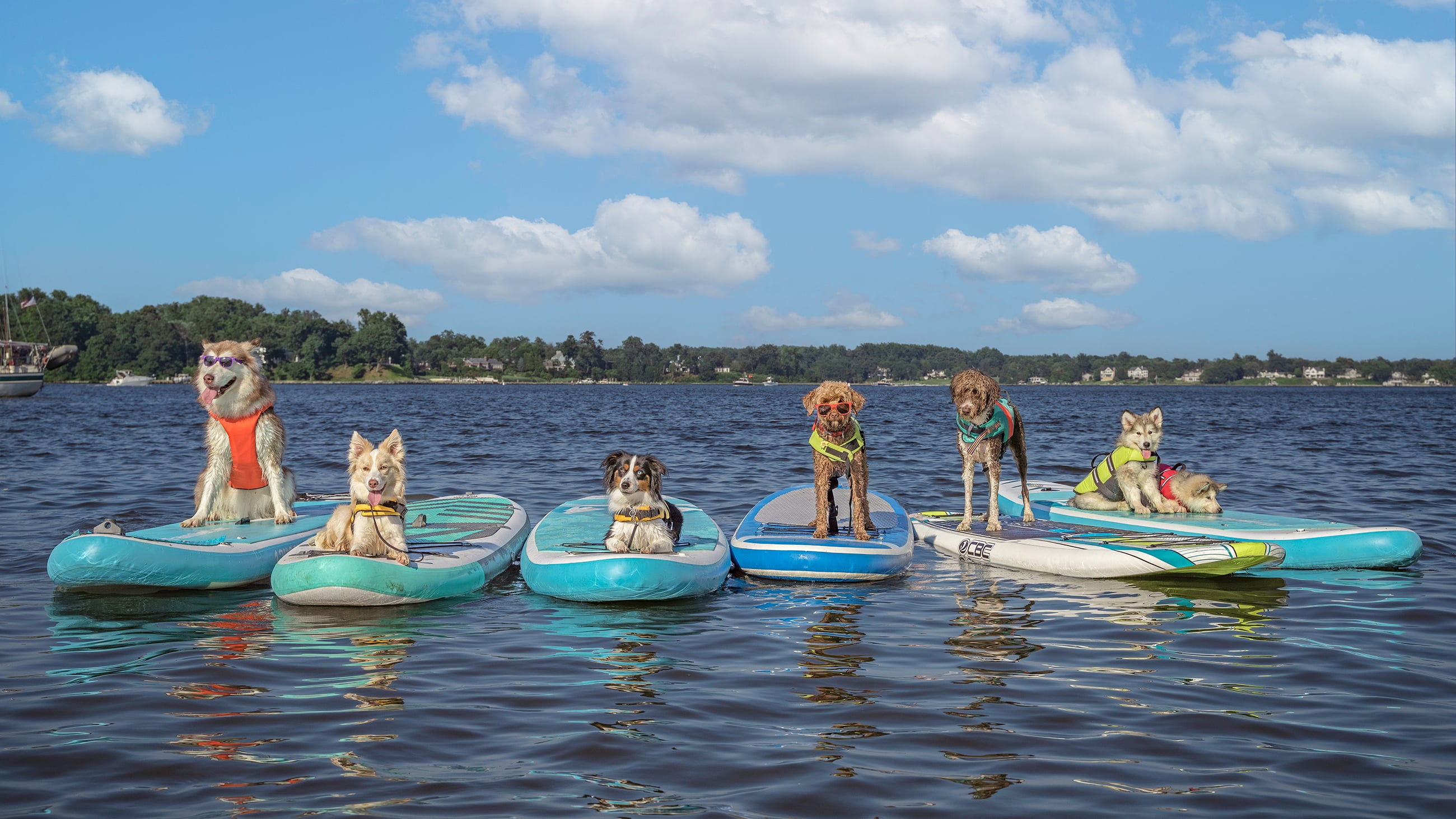 The-whole-gang-on-different-boards-scaled-down - Washingtonian