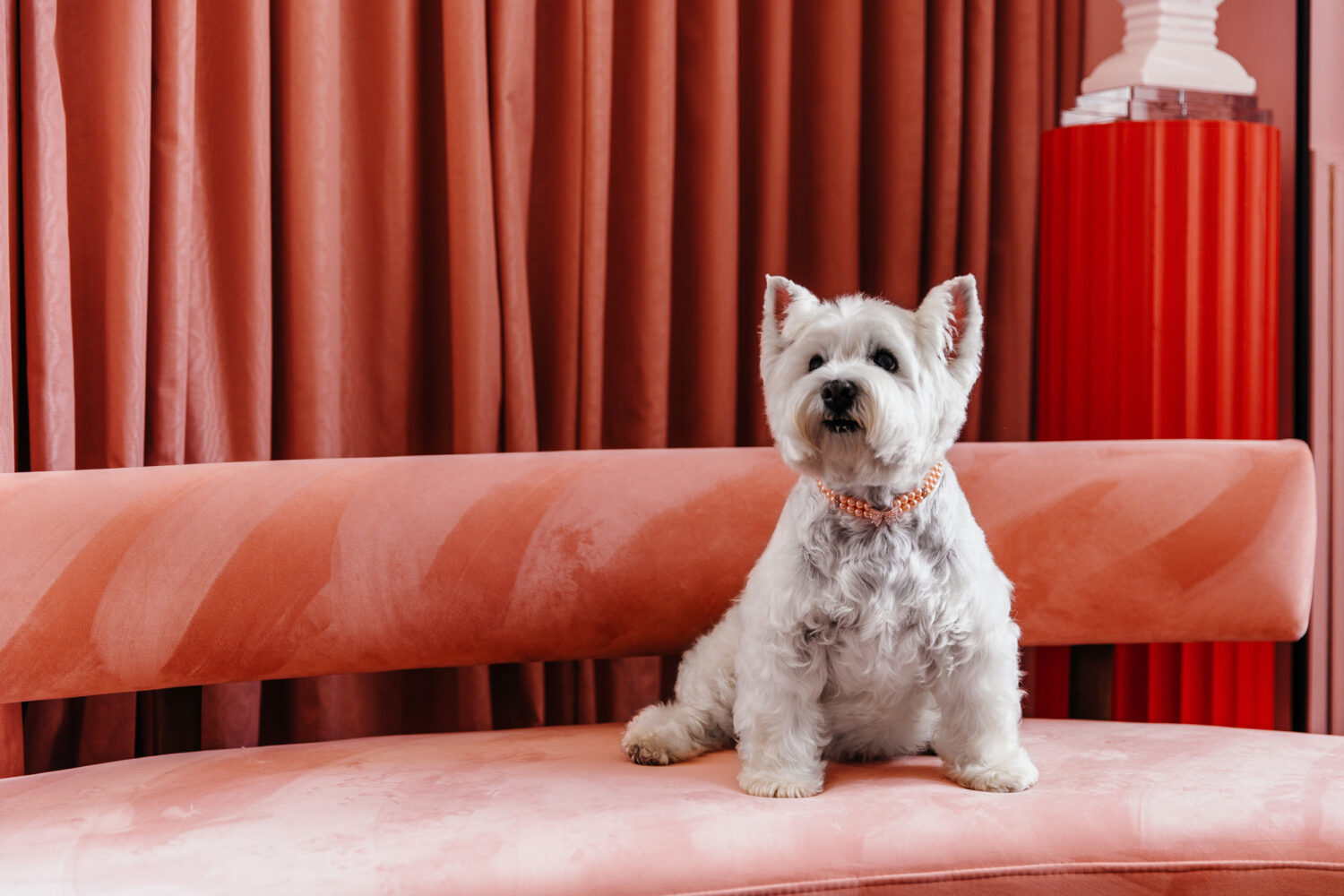 Dog-Friendly Experiences in the DC-Area Your Pet Will Love