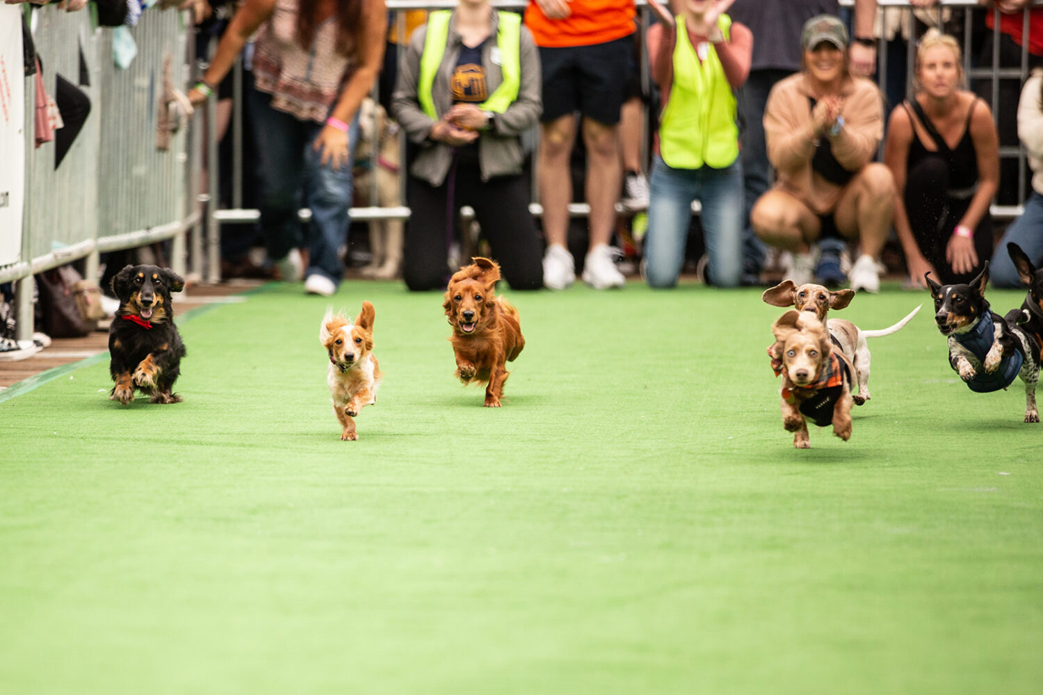 31 Things to Do in the DC Area This Week and Weekend