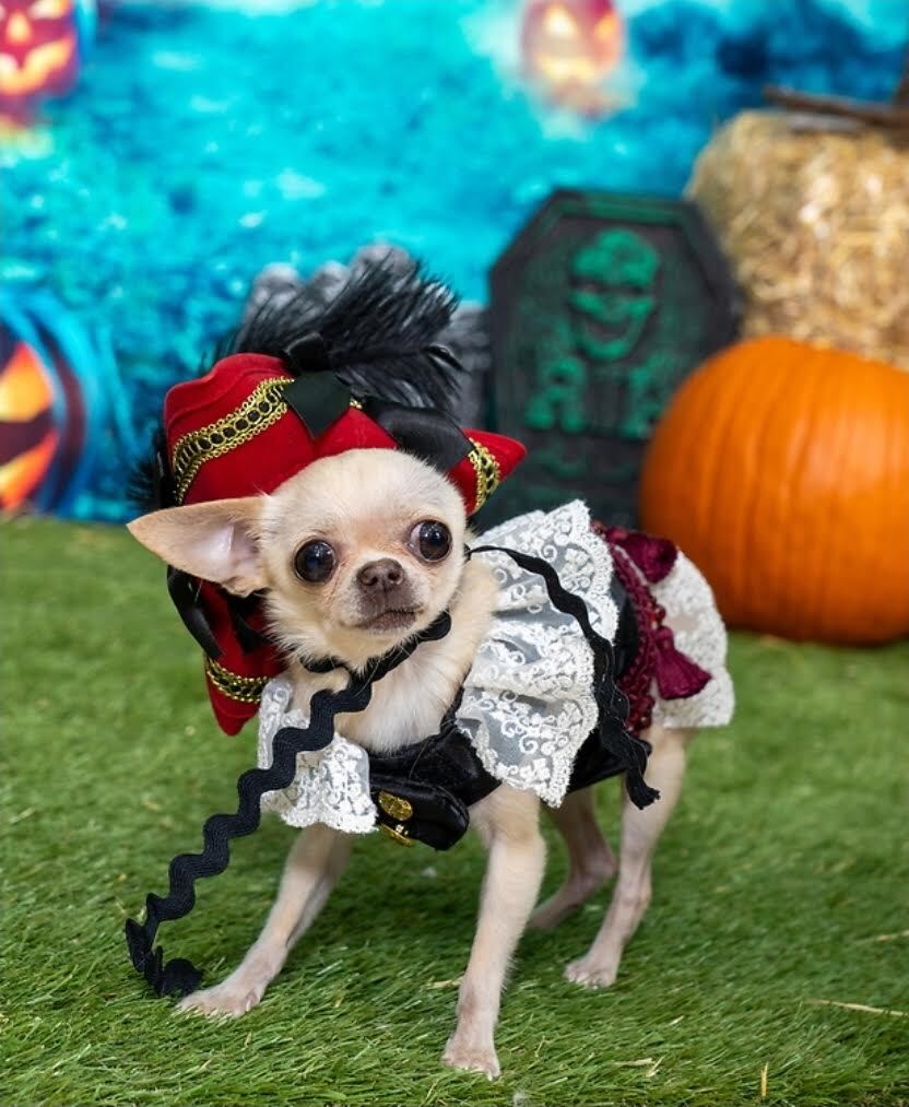 0-2 - Washingtonian Trick or treat at boutiques in Old Town. Photograph by Zachary De La Fuente.