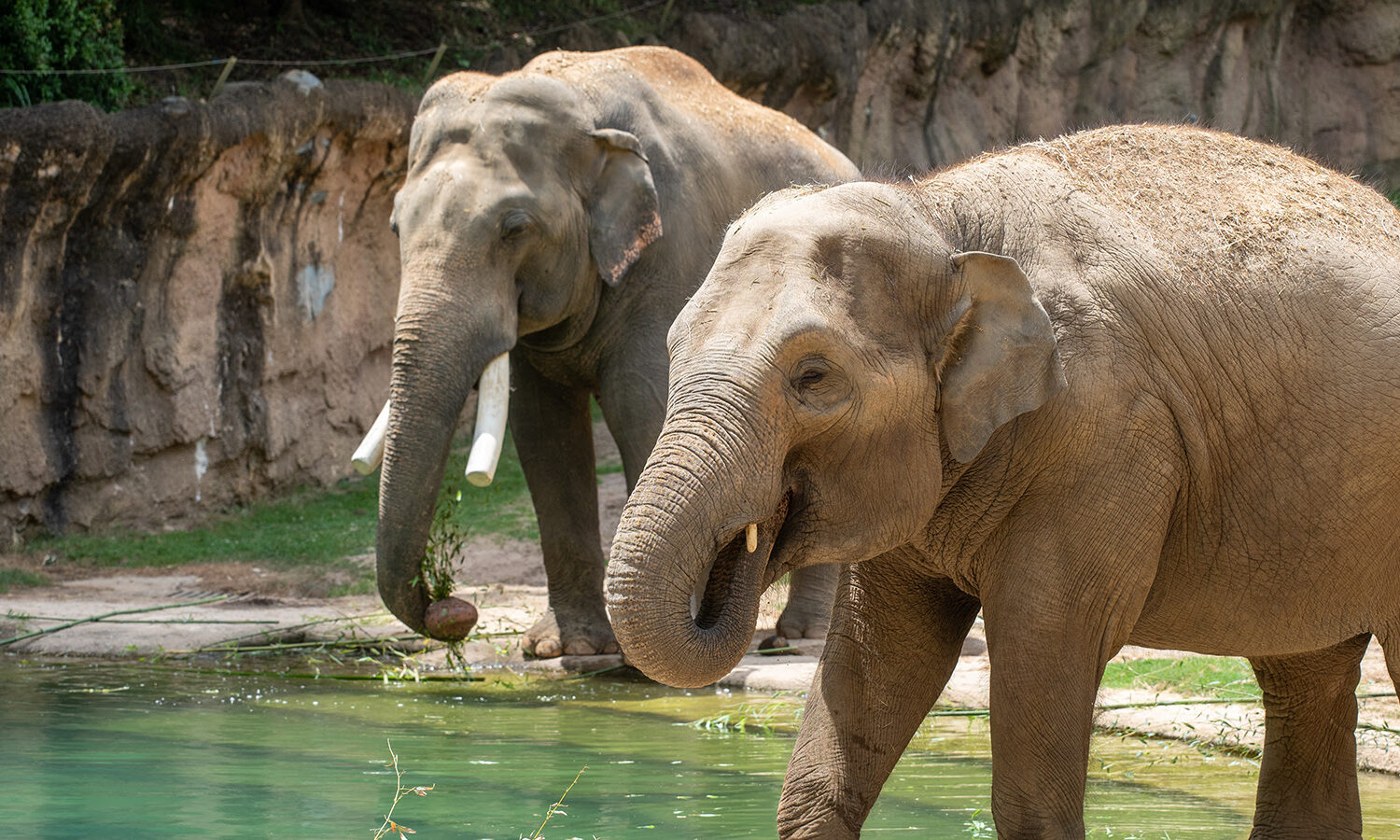 Asian elephant Nhi Linh (foreground) is pregnant and due to give birth between mid-January and early March 2026 at the Smithsonian’s National Zoo and Conservation Biology Institute. Male Spike (background) sired the calf. Photo by Skip Brown, Smithsonian’s National Zoo and Conservation Biology Institute.