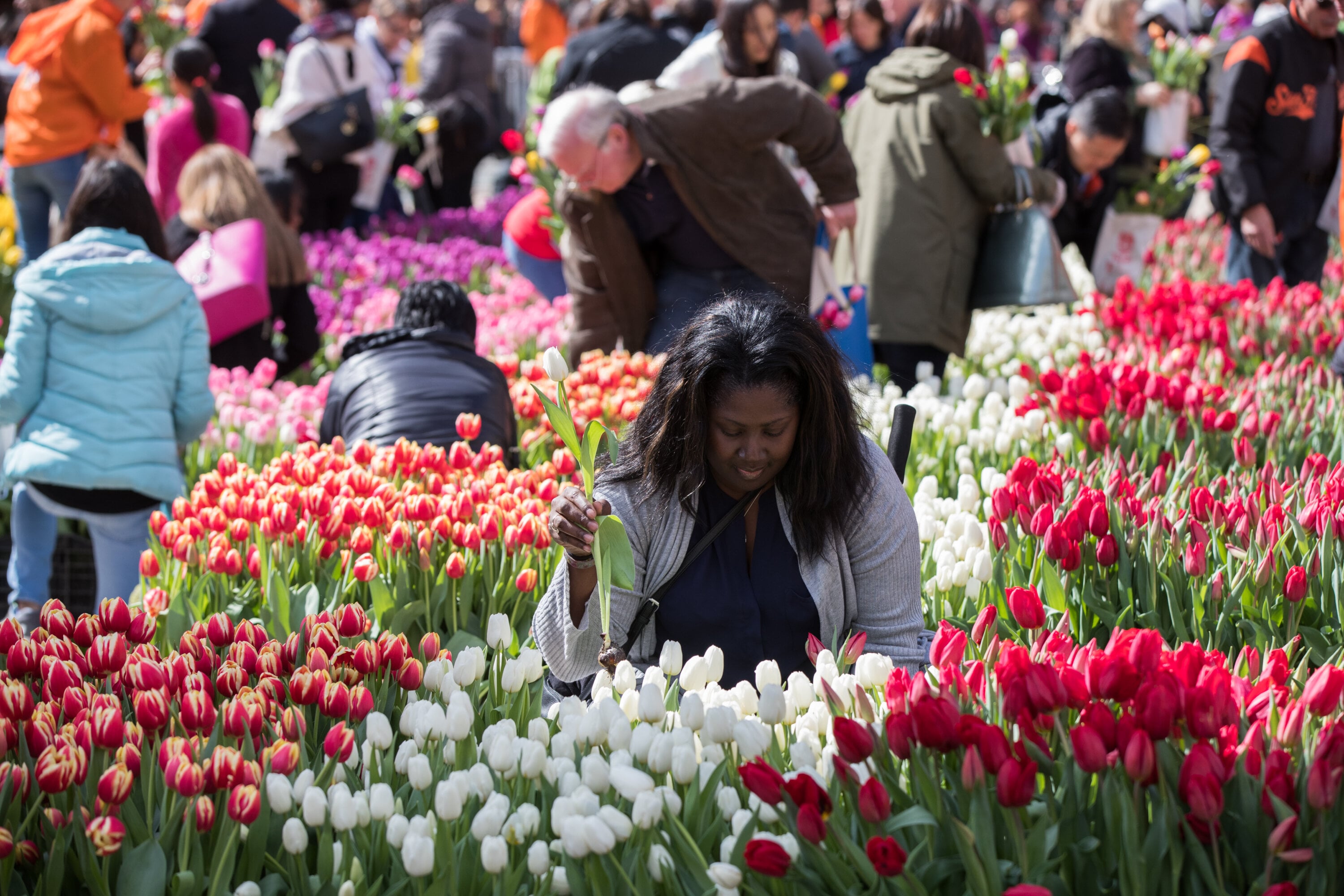 American Tulip Day